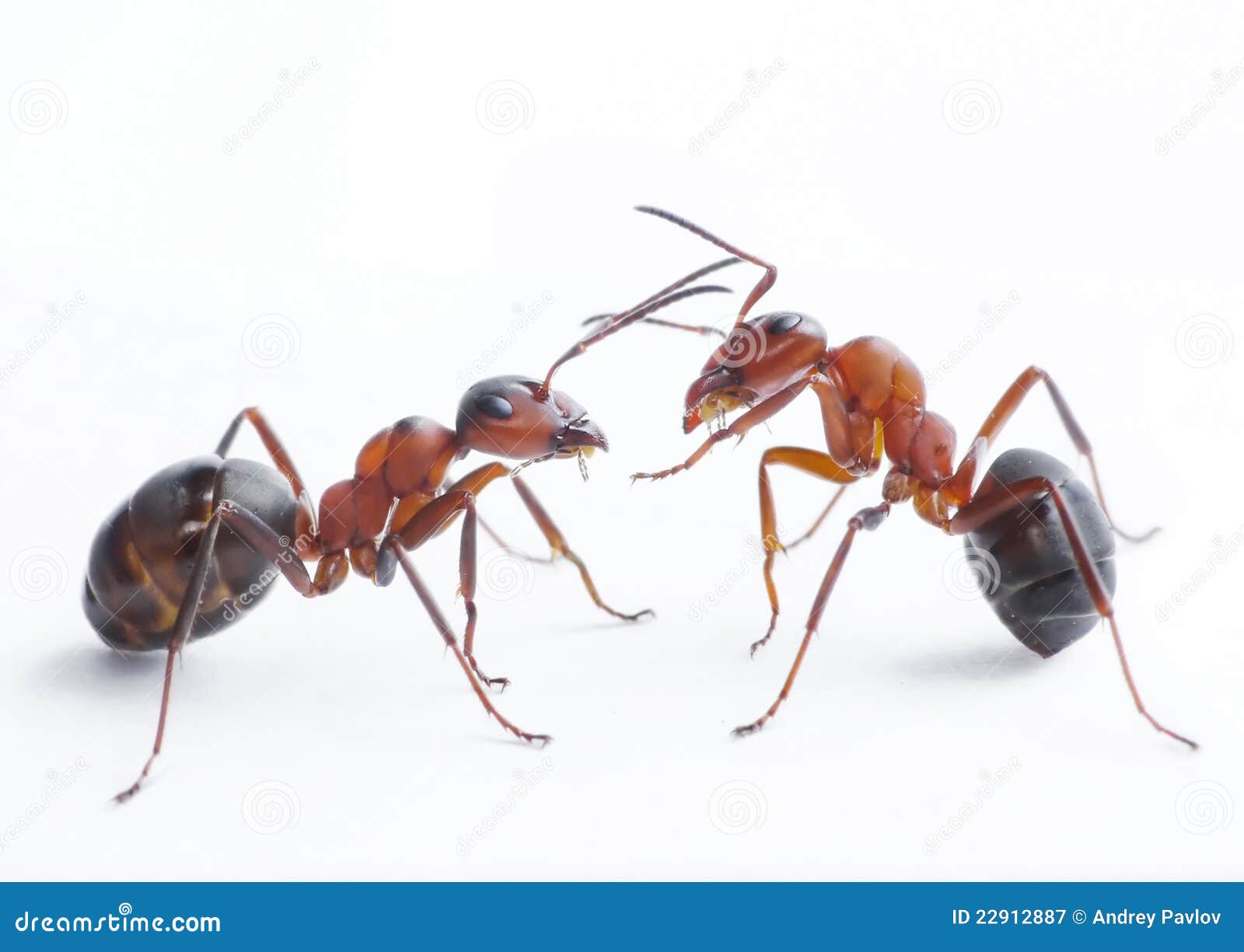 El jugar de las hormigas imagen de archivo. Imagen de insectos 22912887