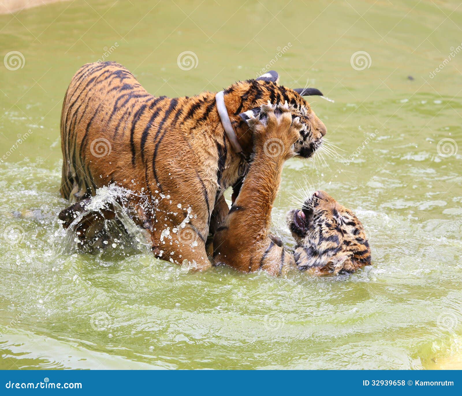 Tigre bebé jugando foto de archivo. Imagen de criatura - 32939658, image size:1600x1370