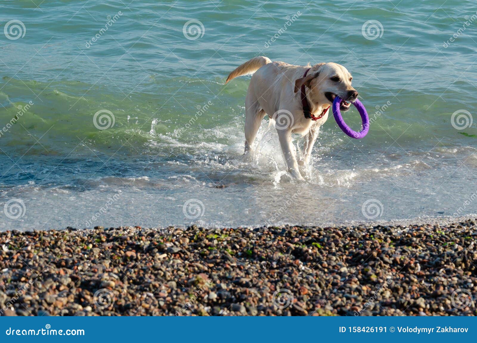 El labrador blanco que recupera nadar en el mar. El perro alegre juguetÃ³n lleva un anillo morado