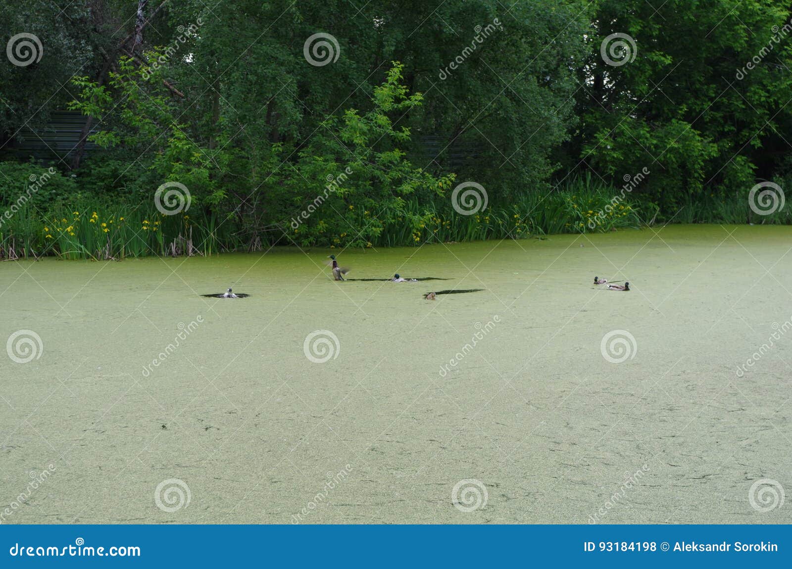 El lago sucio, pato en el lago, vegetación cerca del lago, patos nada, las flores amarillas, árboles, verde se va. Una multitud de patos nada a lo largo del lago