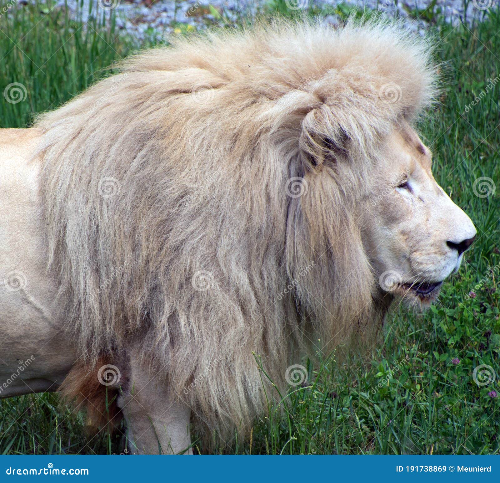 El León Blanco Es Una Rara Mutación De Color Del León. Cuando El Primer  Orgullo De Los Leones Blancos Fue Reintroducido En El Medi Imagen de  archivo - Imagen de gato, familia: