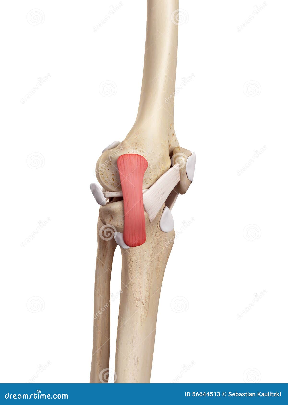 Tibial Ilustraciones Stock, Vectores, Y Clipart – (237 Ilustraciones Stock), image size:1200x1690