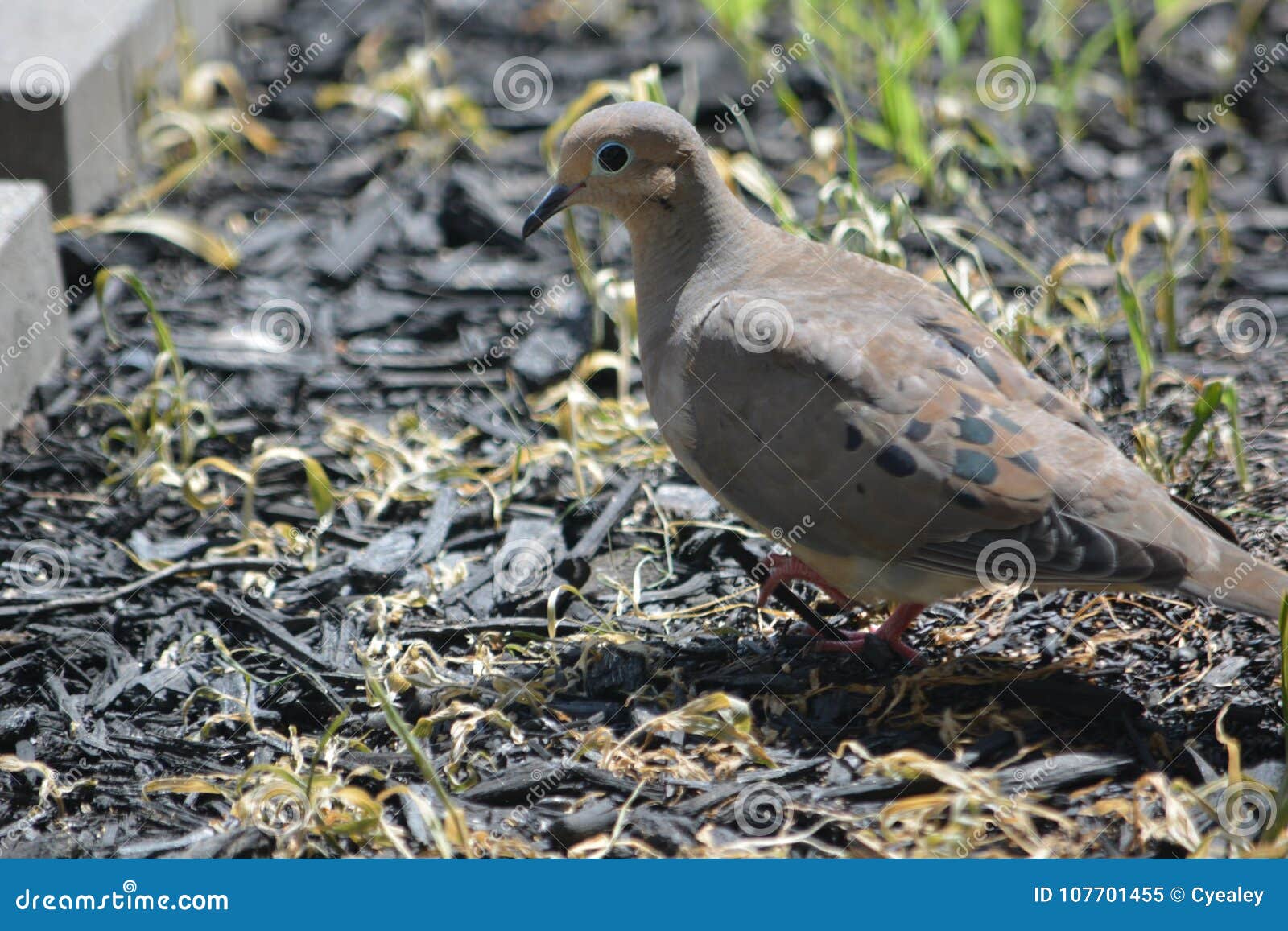 El luto se zambulló en la tierra. Las palomas de luto alimentan de la semilla en la tierra debajo de mi alimentador del pájaro