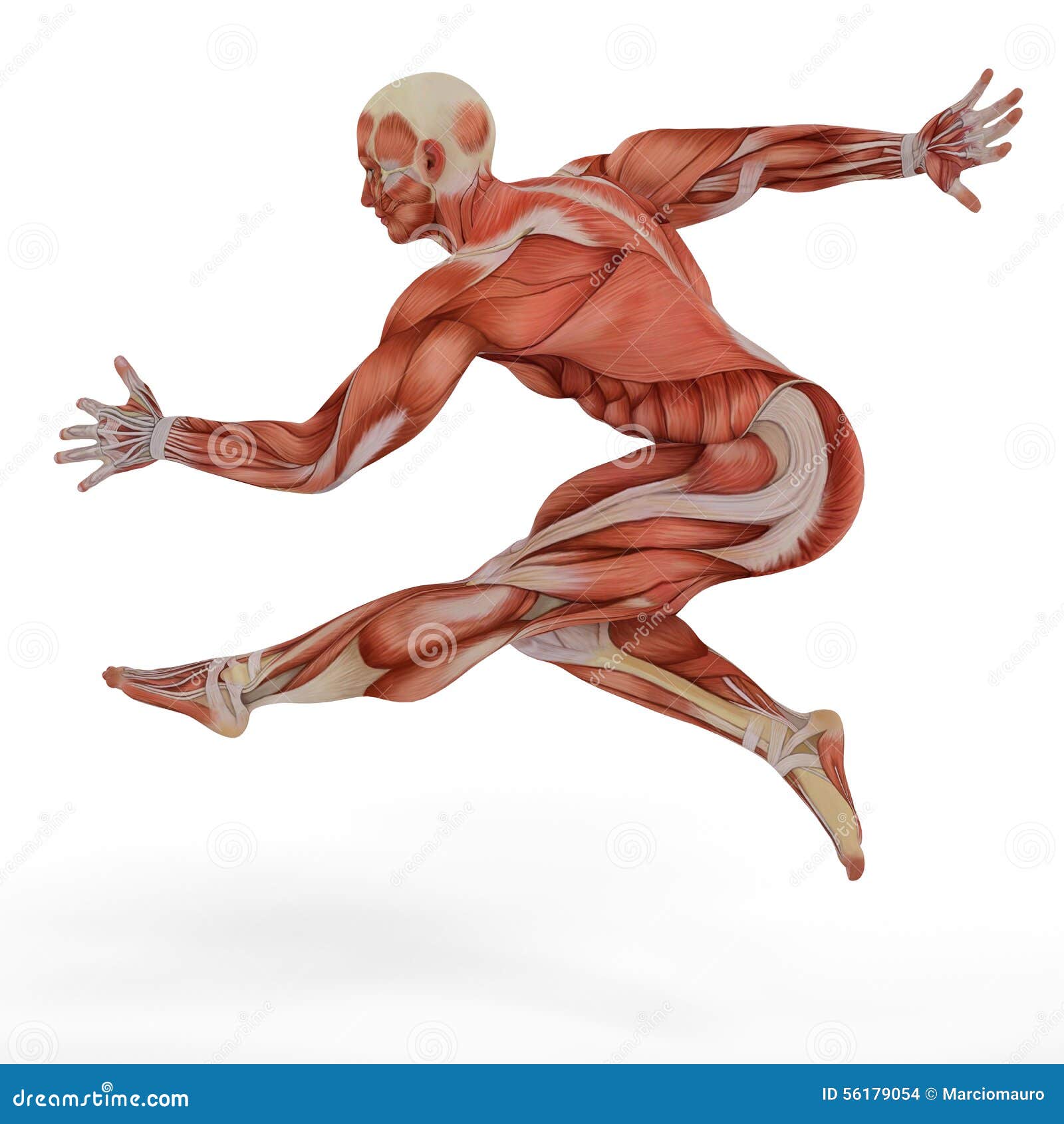 Resultado de imagen para la danza y el cuerpo humano