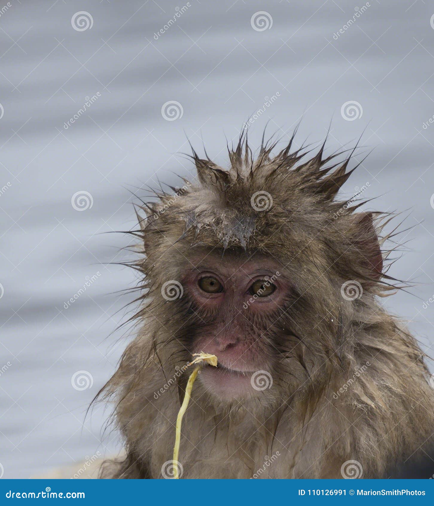 Mono de la nieve del bebé foto de archivo. Imagen de japonés