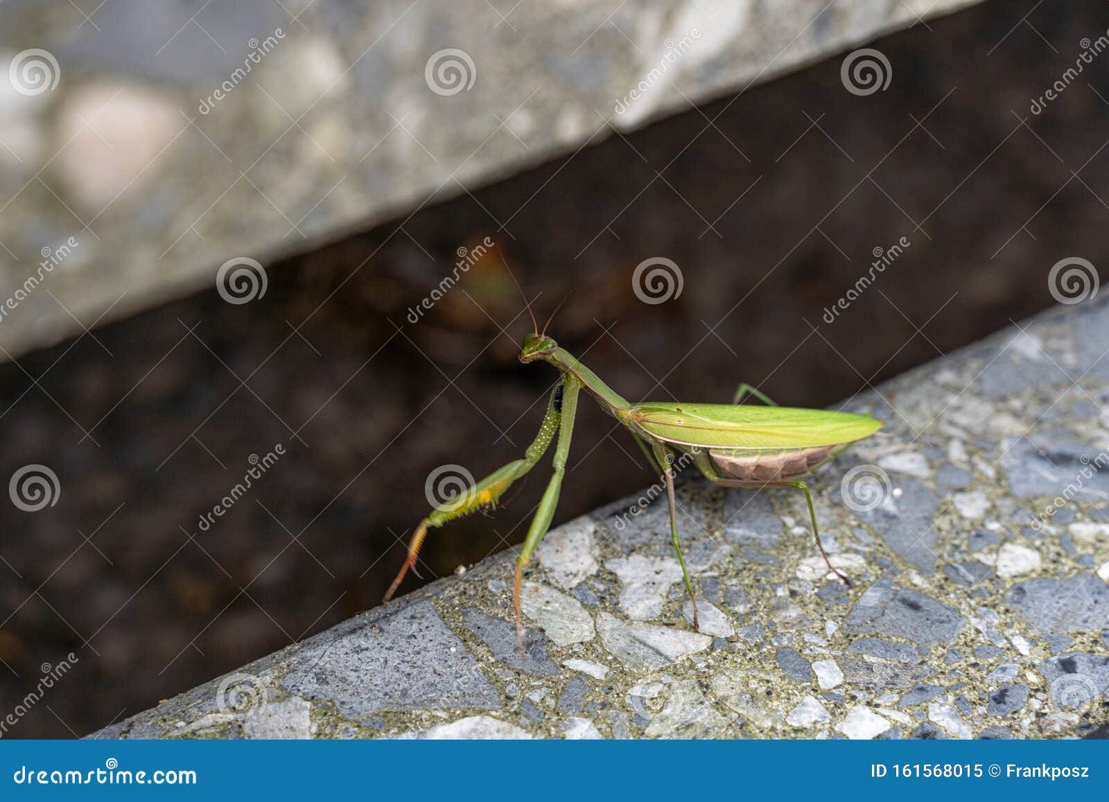 photo Elmantis dreamstime