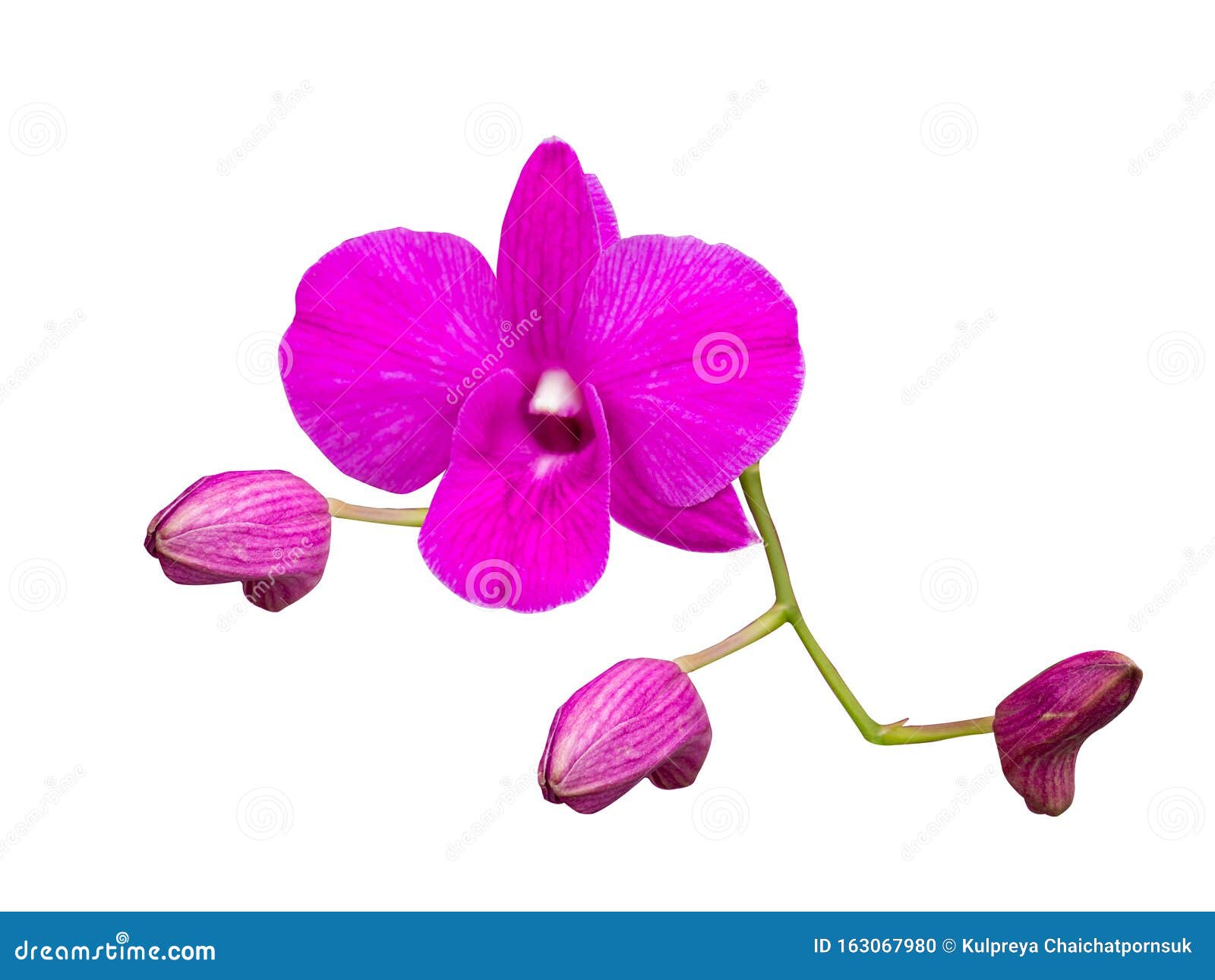 El Nombre De La Flor Morada Es La Flor De La Orquídea En Hermosa. En  Bangkok, Tailandia, Fondo Blanco. Foto de archivo - Imagen de planta,  parque: 163067980