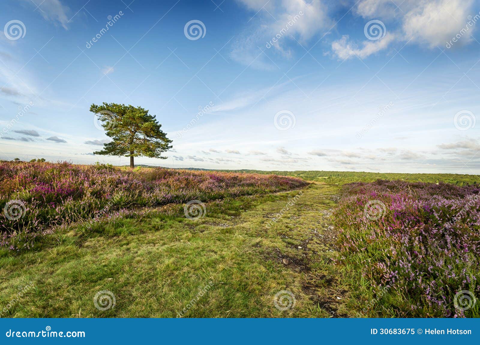 El nuevo bosque imagen de archivo. Imagen de hampshire 30683675