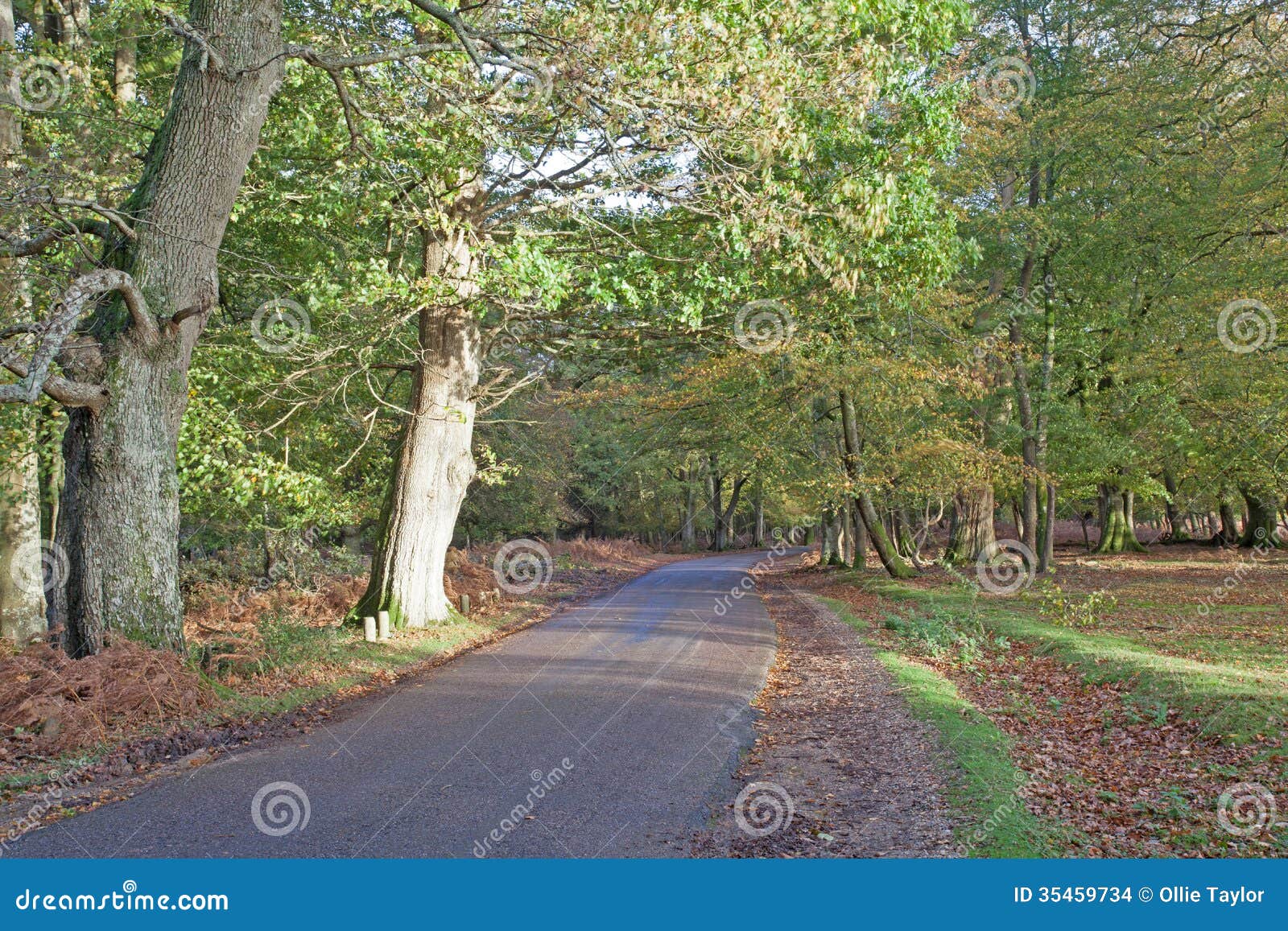 El nuevo bosque foto de archivo. Imagen de turista, cubo 35459734