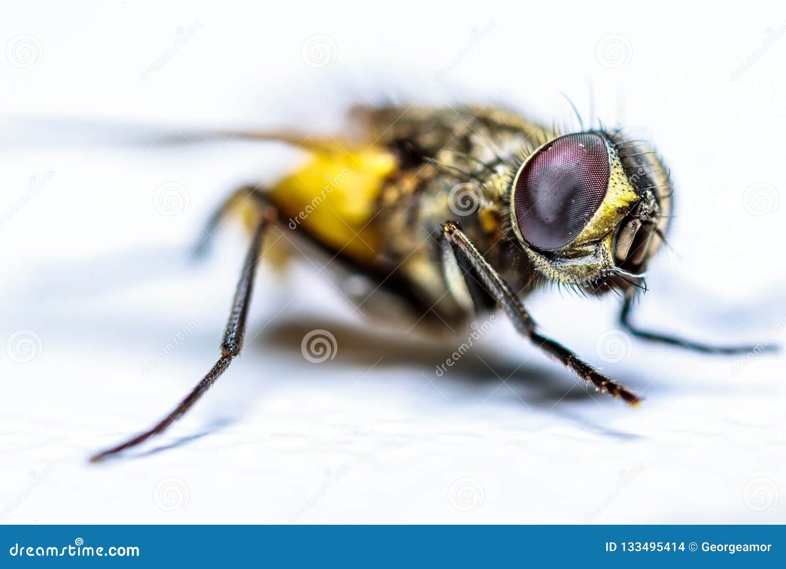 El ojo de una mosca. La macro de la mosca es llena de detalles que puedan ser explorados