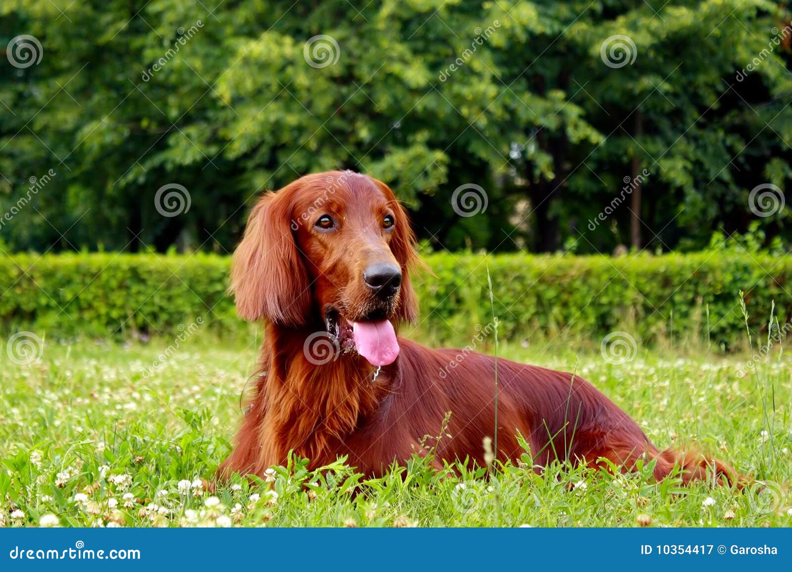 665 Mascotas De Setter Irish Fotos de stock - Fotos libres de regalías de  Dreamstime, image size:1600x1157