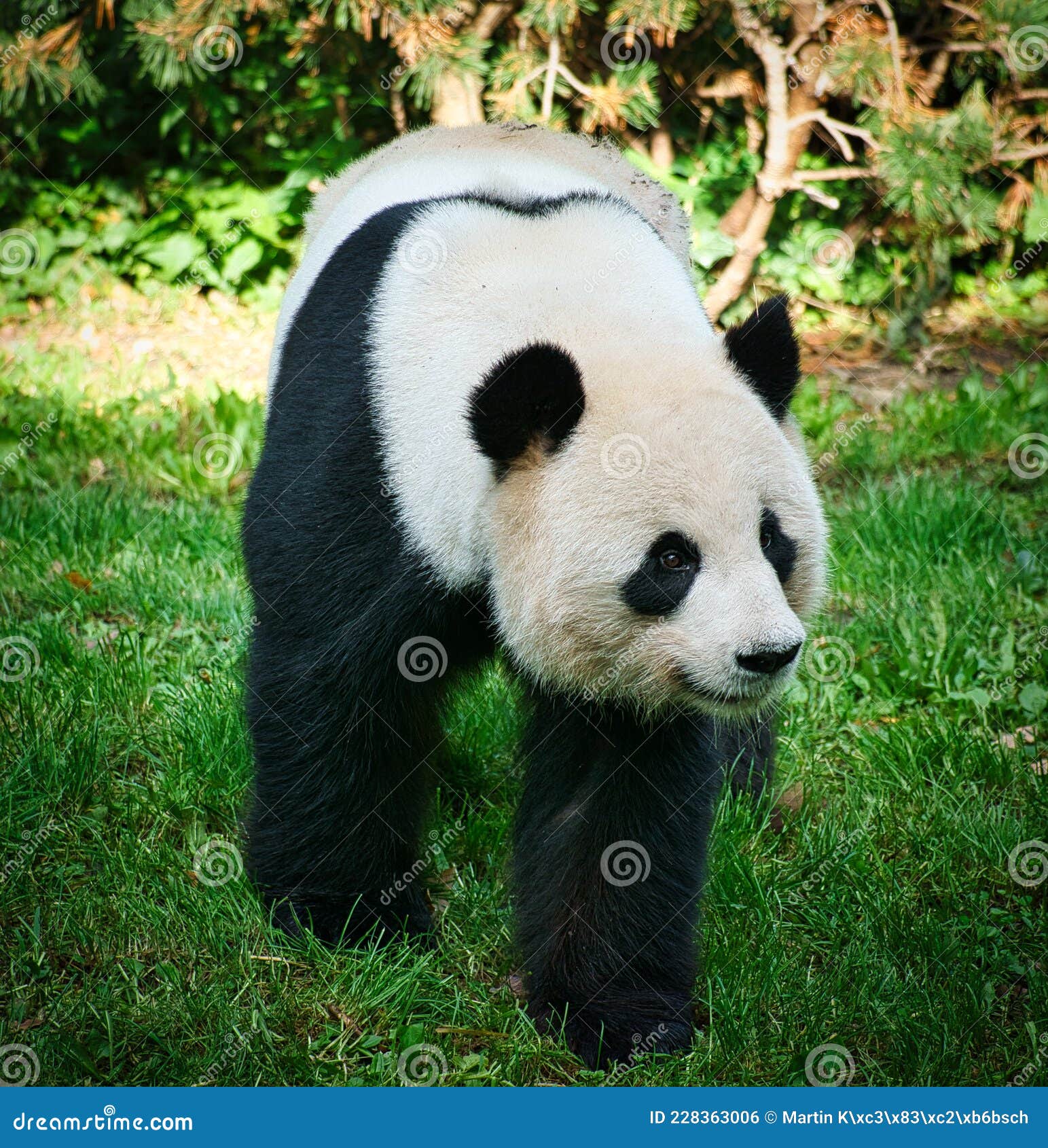 libro de texto Superficie lunar diseño El Oso Panda Gigante Está En Peligro De Extinción. La Reproducción Ha  Tenido éxito En El Zoológico De Berlín Foto editorial - Imagen de mascota,  porcelana: 228363006