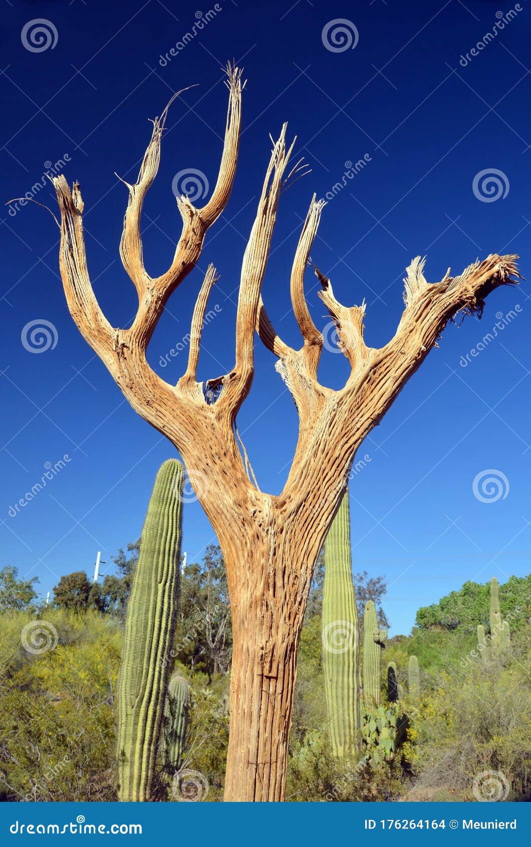 Parque Nacional Saguaro