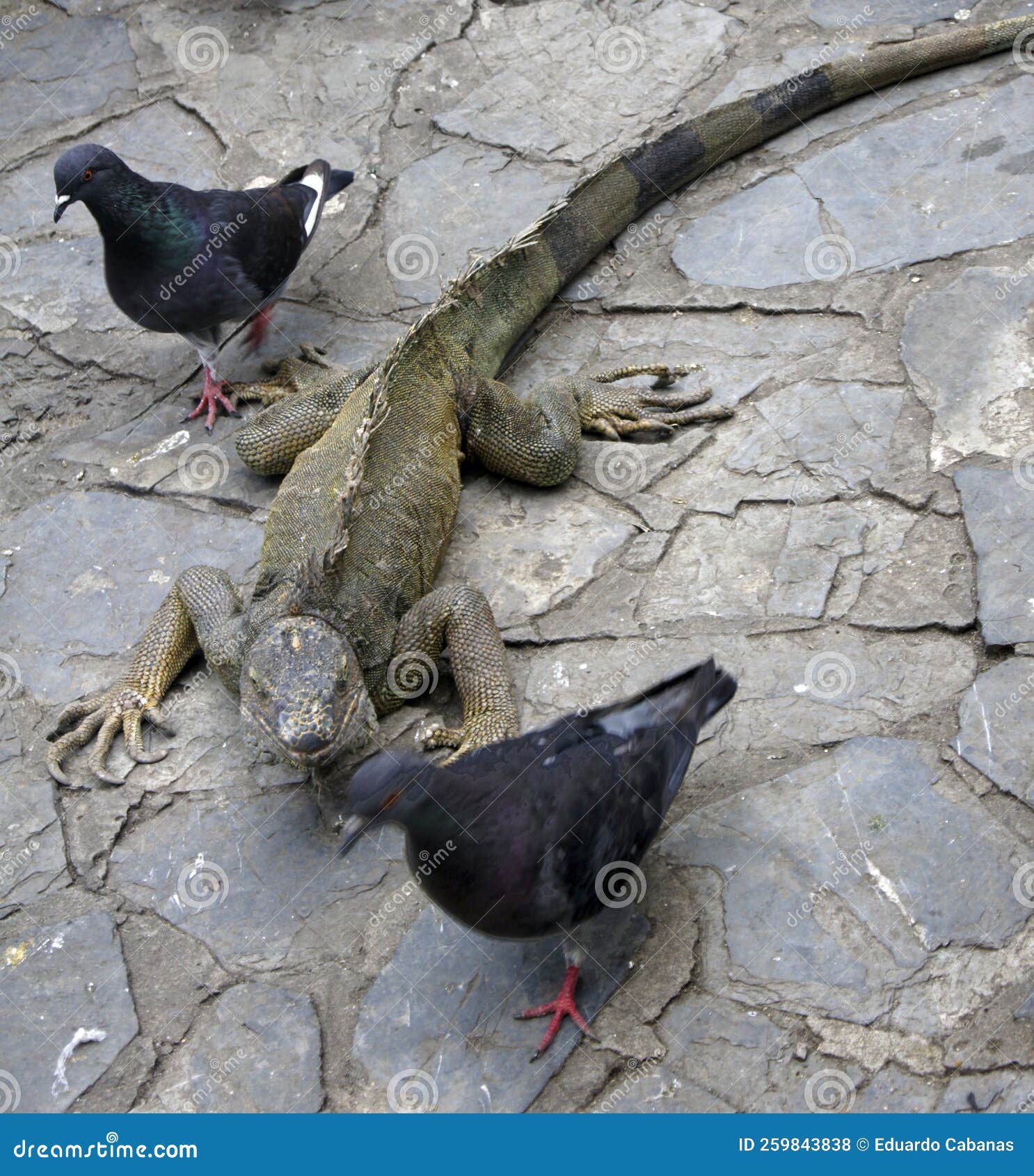 iguana and pigeon coexist in an iguana park in guayaquil - ecuador