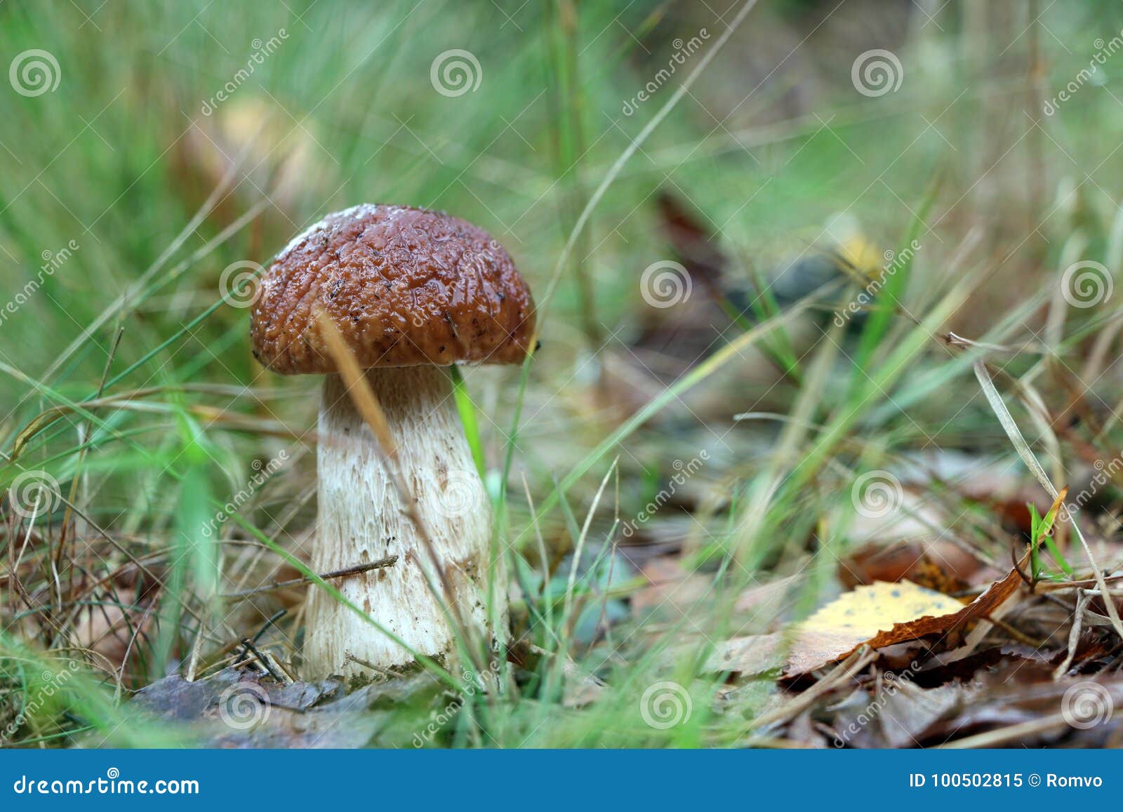 El Pequeño Hongo Blanco Crece En Hierba Imagen de archivo - Imagen de planta,  sano: 100502815, image size:1600x1157