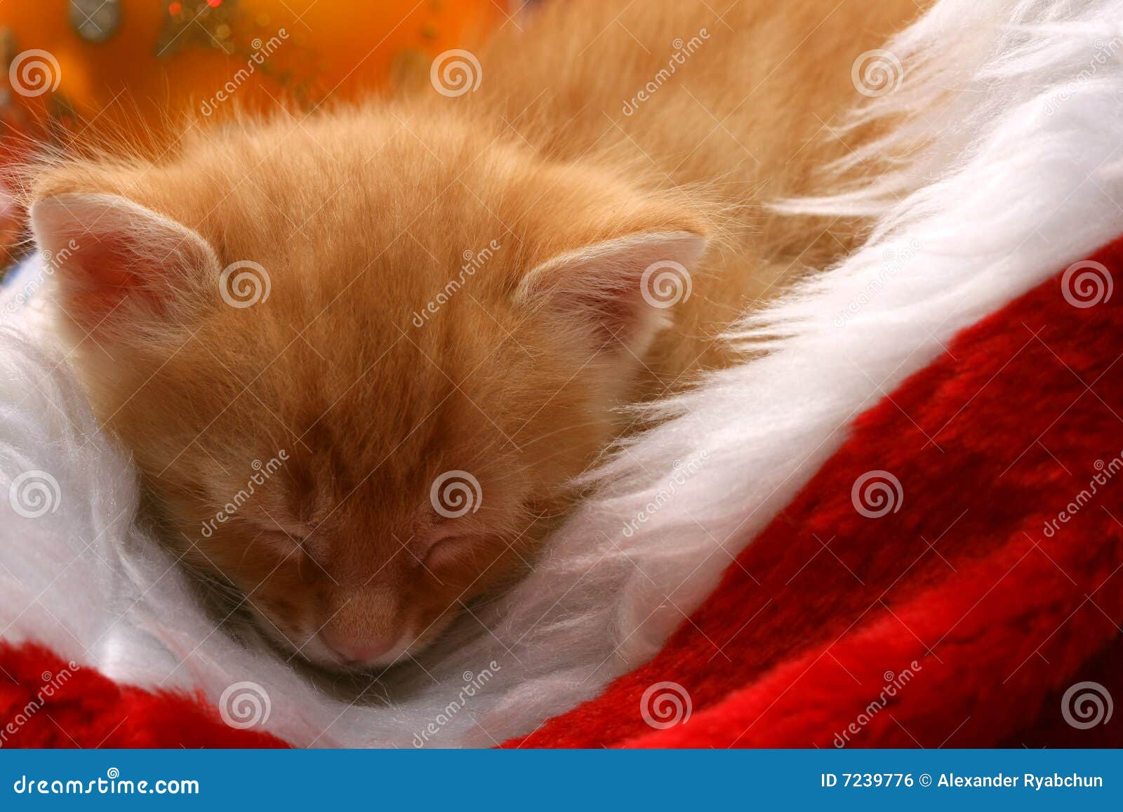 El pequeño gatito rojo duerme en el casquillo de la Navidad. Pequeño casquillo rojo del gatito y de la Navidad
