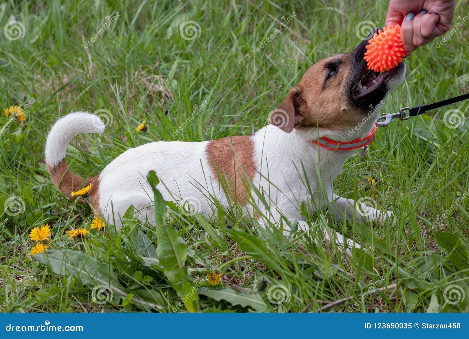 El Perrito Lindo Del Terrier De Russell Del Enchufe Está Jugando Con Su Dueño Juguete Del Perro Imagen de archivo - Imagen de perrito, terrier: 123650035