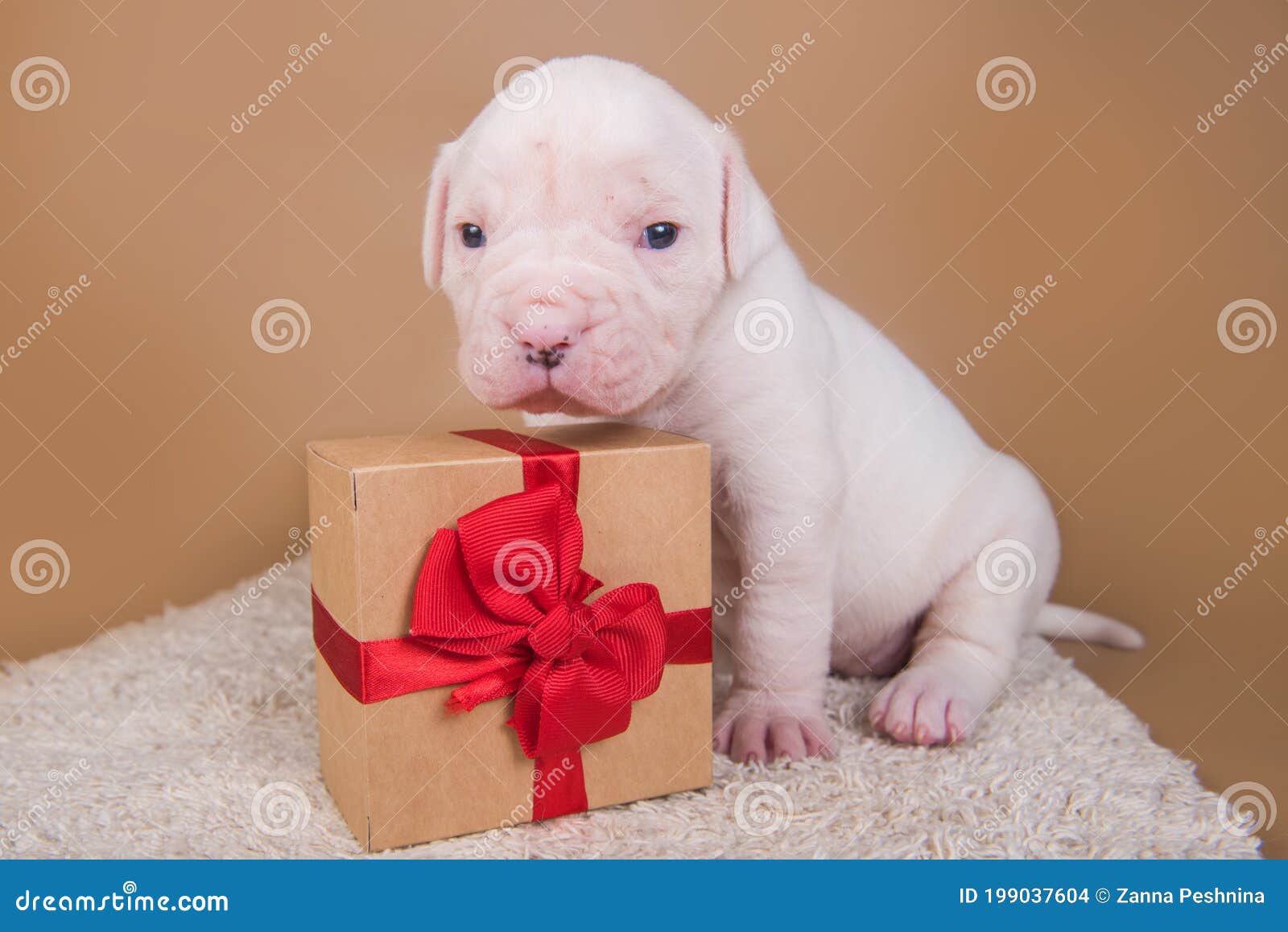 Cuota de admisión Novela de suspenso Dato El Perro Cachorro American Bulldog Está Sentado Con Una Caja De Regalo Foto  de archivo - Imagen de nariz, regalo: 199037604