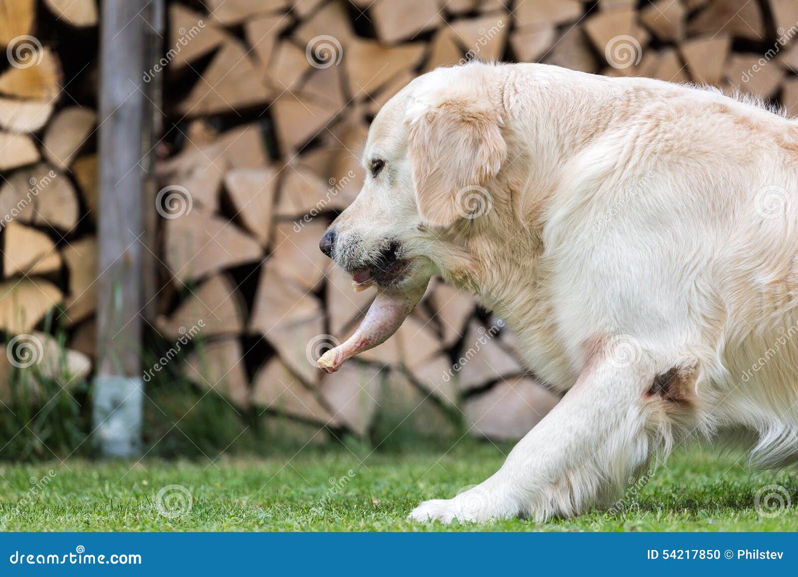 El perro come un pollo foto de archivo. Imagen de crudo 54217850