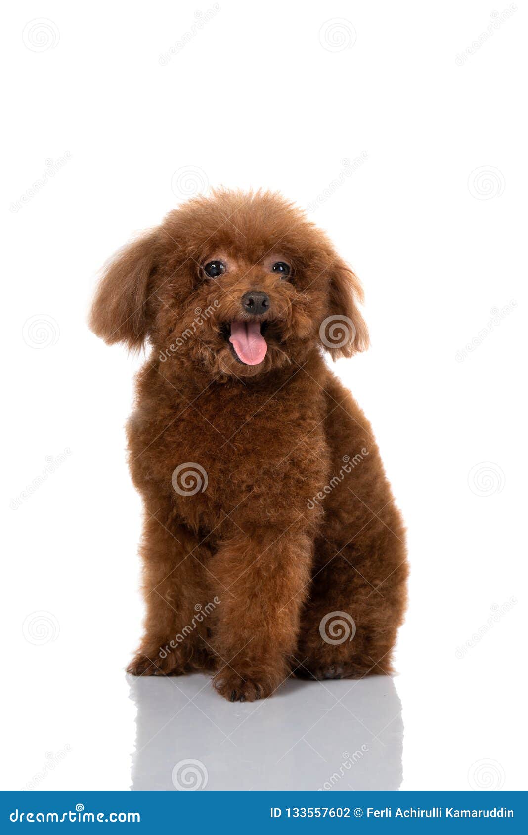 El Perro De Caniche Miniatura Aislo Foto De Archivo Imagen De Bebe Casta