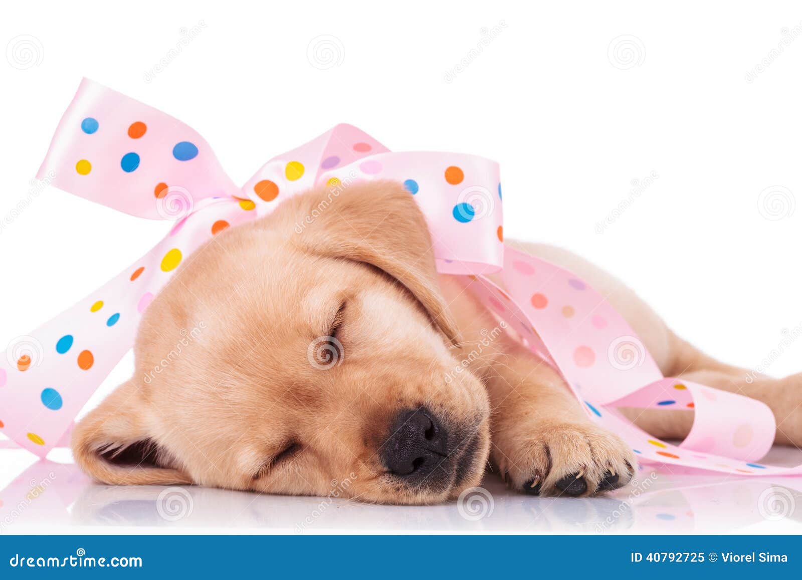 El perro de perrito se envuelve en un arco rosado como presente. El perro de perrito del labrador retriever el dormir se envuelve en un arco rosado como presente en el fondo blanco