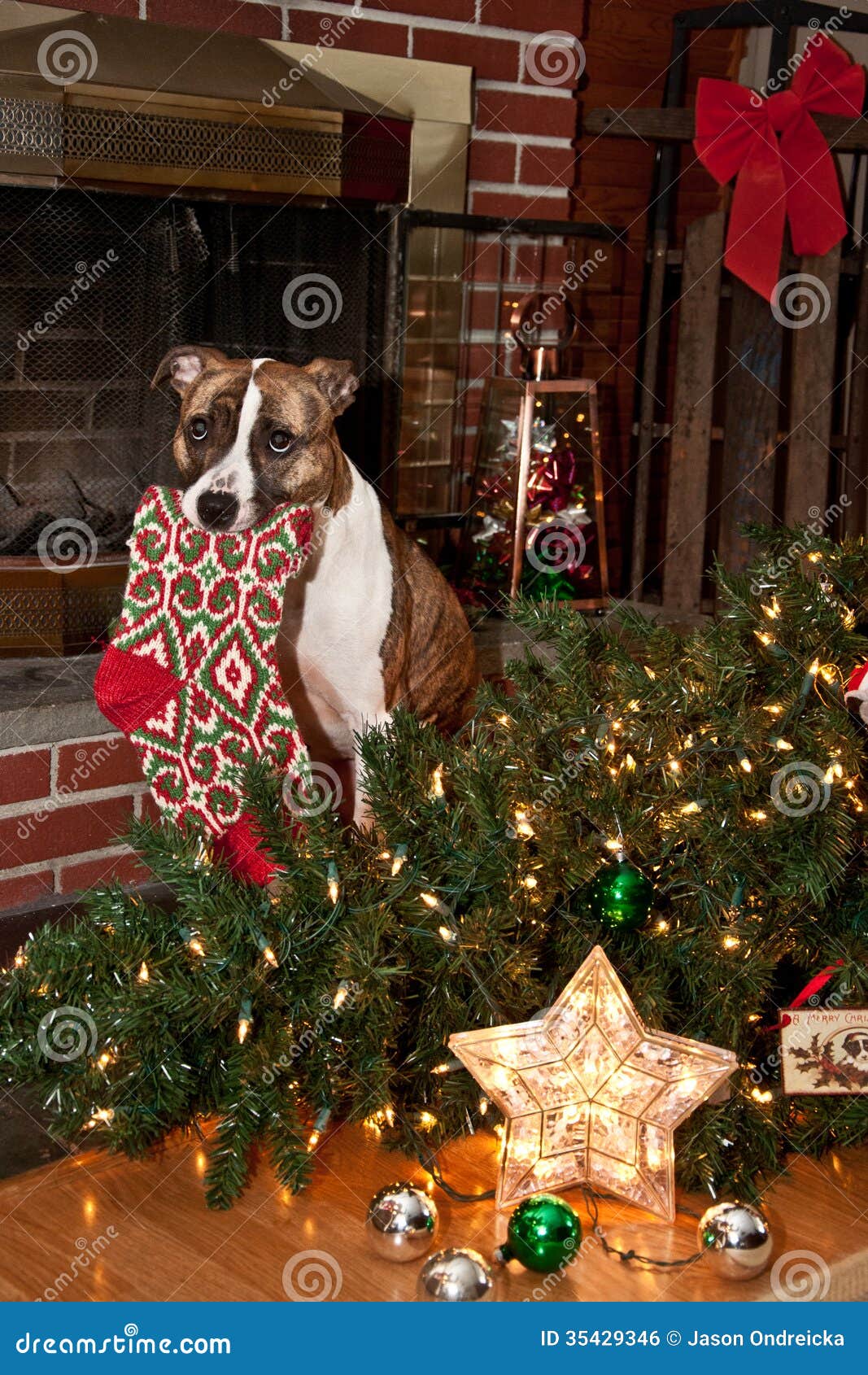 El Perro Destruye La Navidad Foto de archivo Imagen de animal, comer