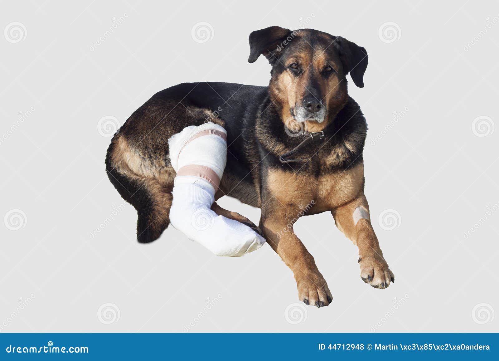 El Perro Herido, Una Pierna Quebrada, Perro Observa Foto de archivo