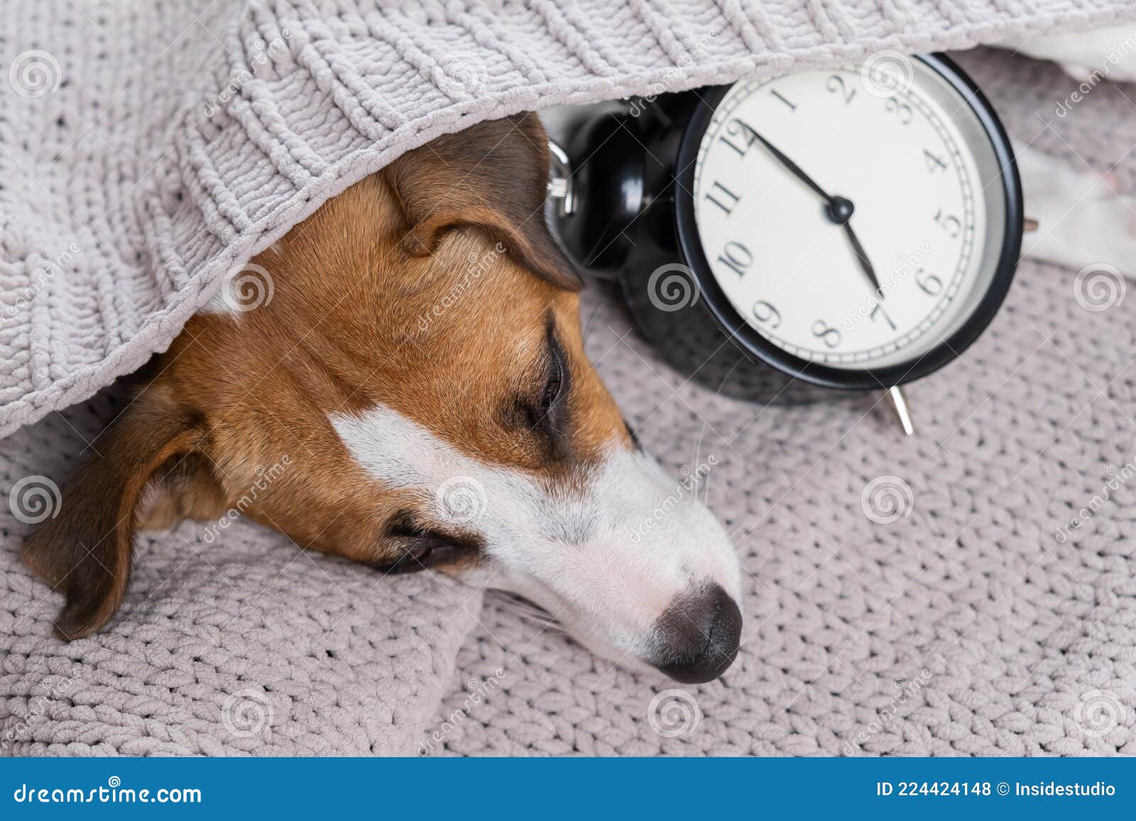Coincidencia neumático cable El Perro Jack Russell Terrier Duerme En Un Abrazo Con Un Reloj Despertador  Bajo Una Manta Gris. Foto de archivo - Imagen de perezoso, zumbido:  224424148