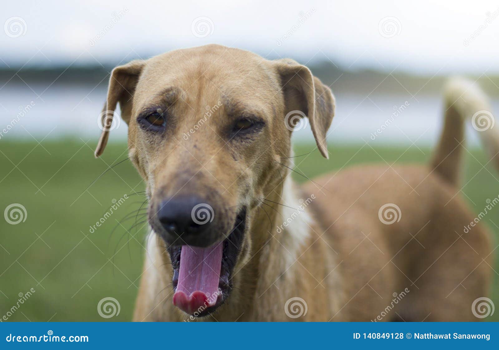 El perro moreno hace su boca abierta como un soñoliento. El varón y los perros femeninos miran la cámara con los tintes en el césped en Tailandia Ejemplo y texto