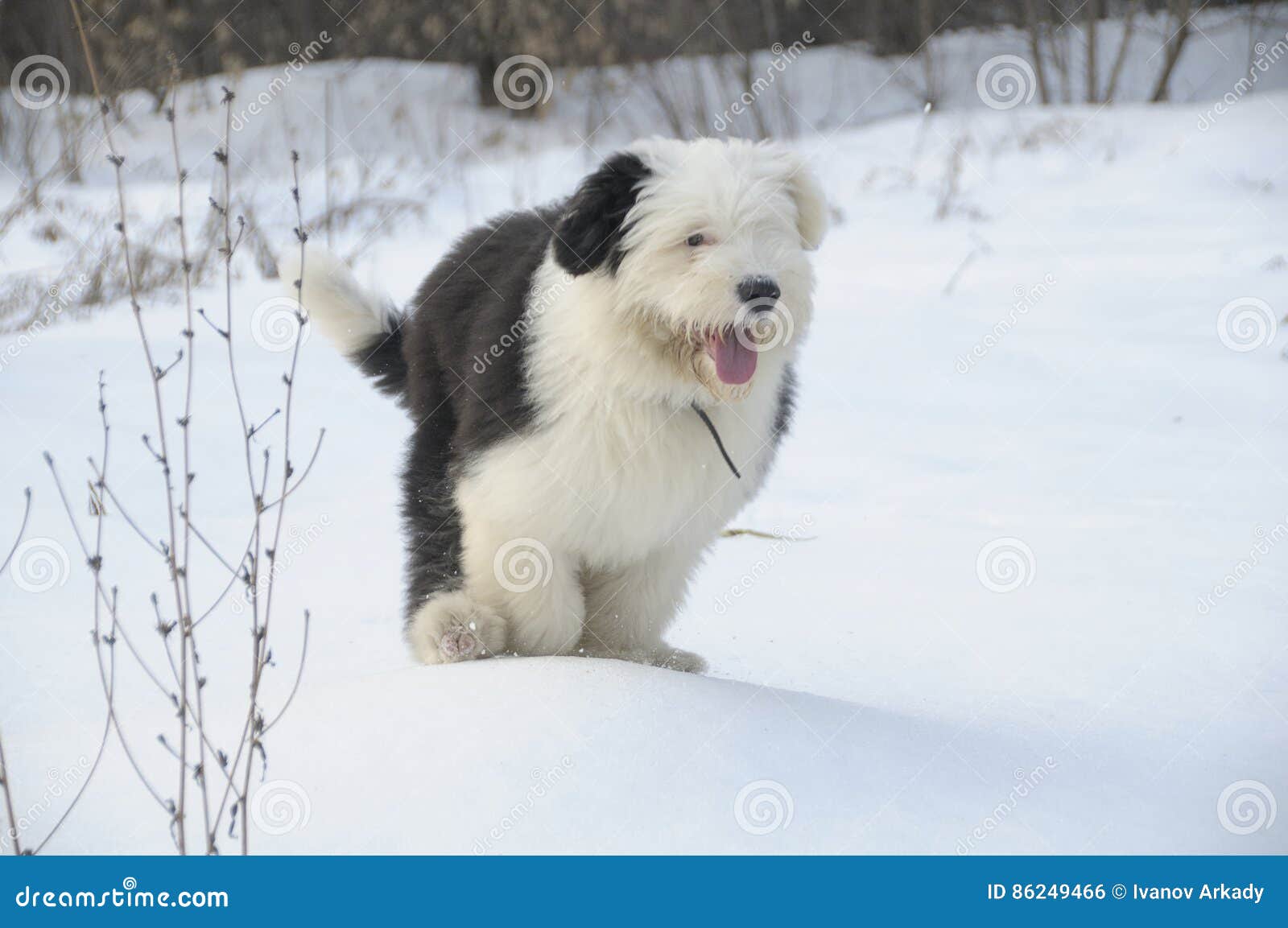 Viejo Pastor ingles corriendo Stock Photo