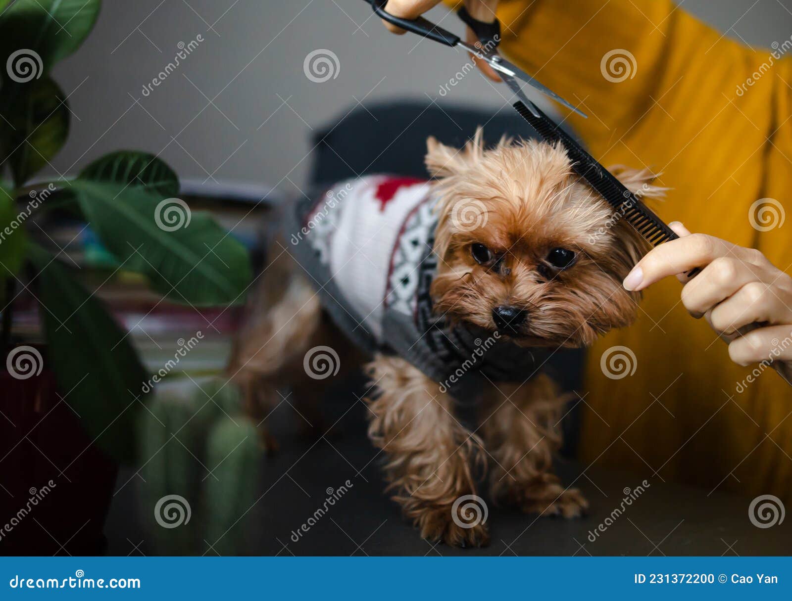 Perro en un salón de belleza; corte de pelo, peine, secador de