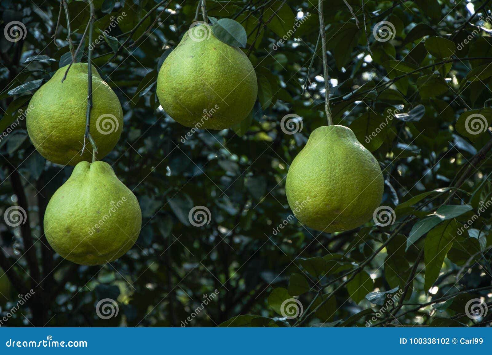 El Primer De La Fruta Del Pomelo Foto de archivo Imagen de pomelo