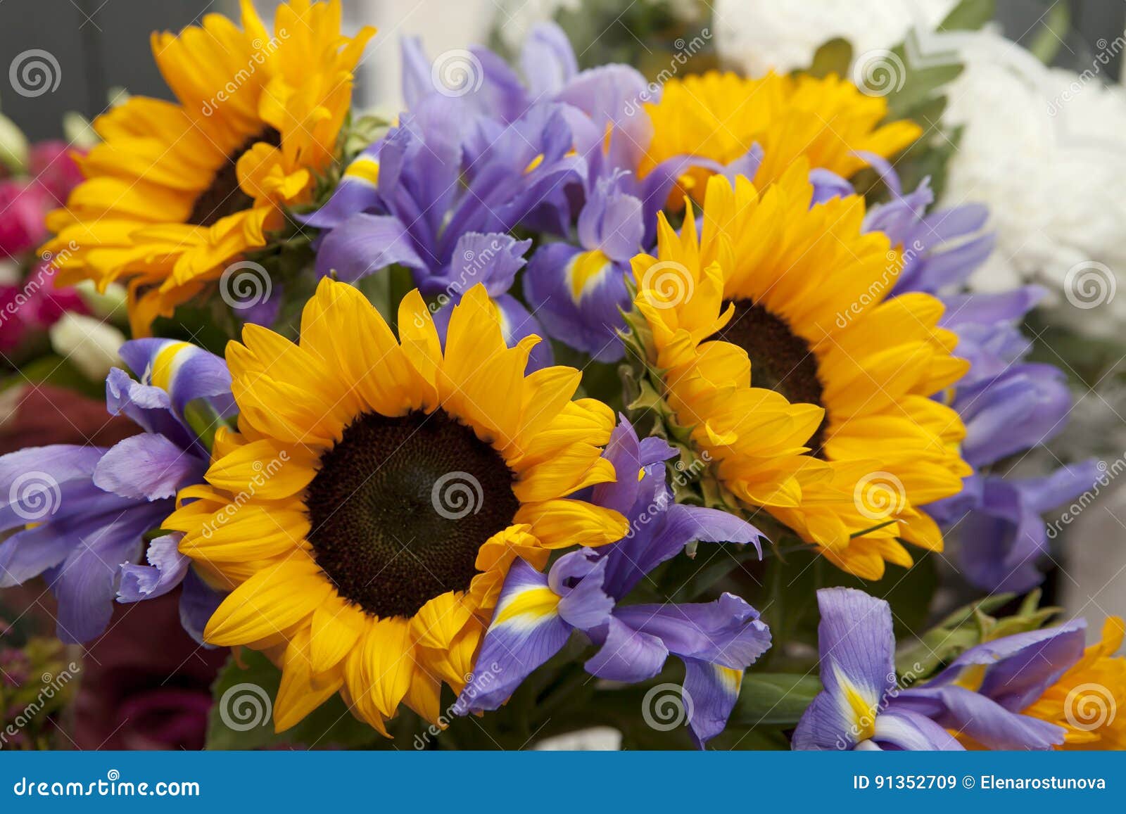 El Ramo De Iris Y De Girasoles Azules Para La Novia Imagen de archivo -  Imagen de cierre, decorativo: 91352709