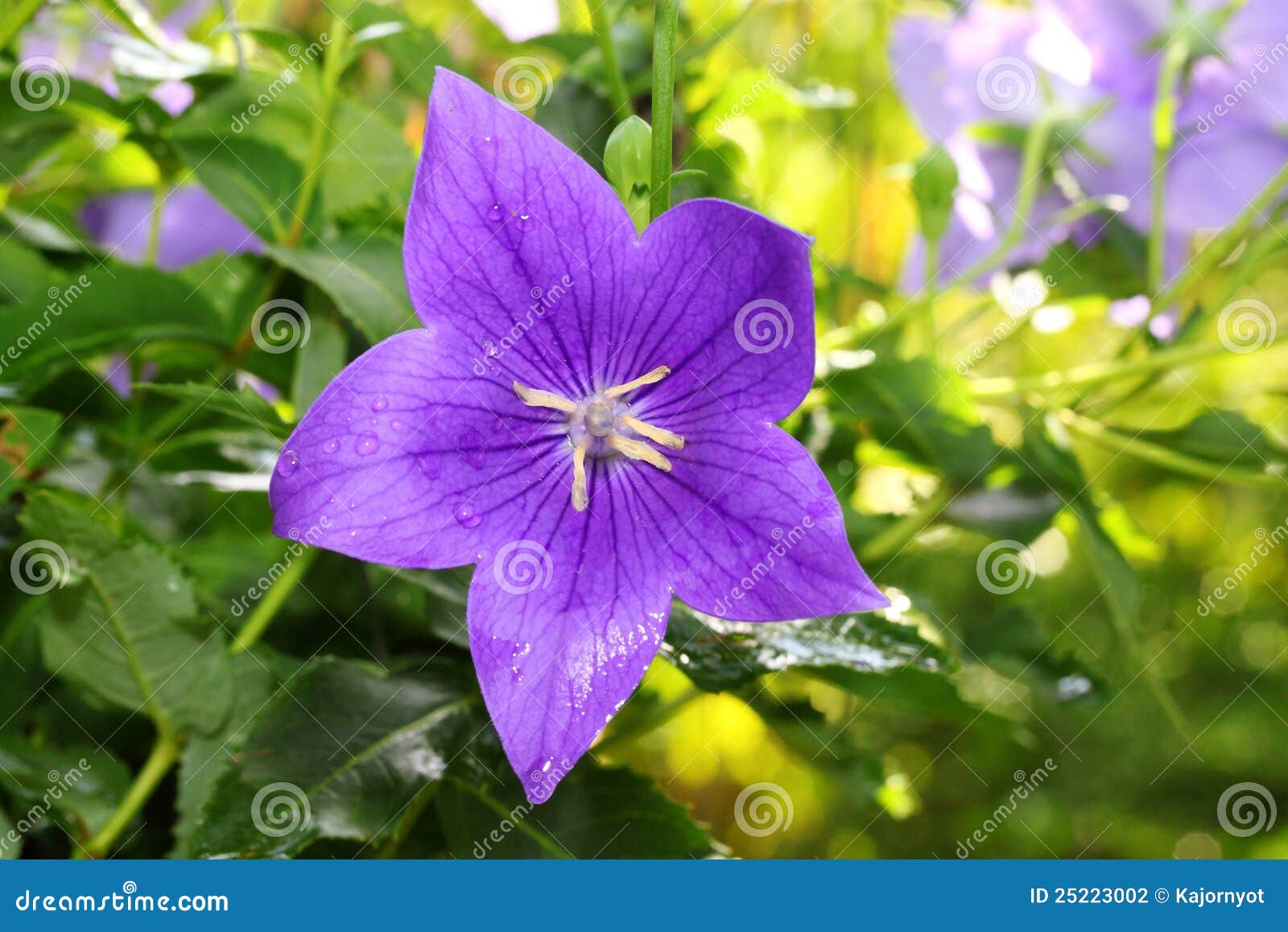 El Retrato De De Color Morado Oscuro De La Flor De Globo Foto de archivo -  Imagen de roca, cierre: 25223002