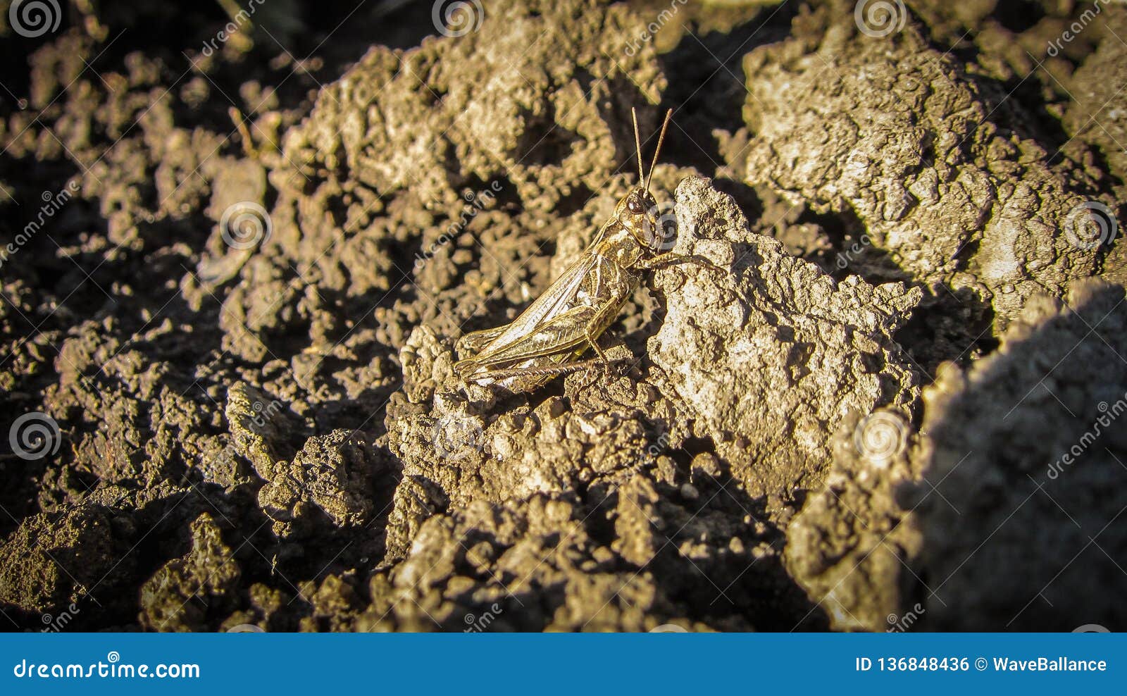 El saltamontes marrón amarillo hermoso es disfrazado y de ocultación de nosotros que se sientan en la tierra gris caliente que se. El saltamontes marrón amarillo hermoso es disfrazado y de ocultación de nosotros que se sientan en la tierra gris caliente que es calentada por el sol de igualación caliente Rompecabezas del misterio - intente verlo Primer