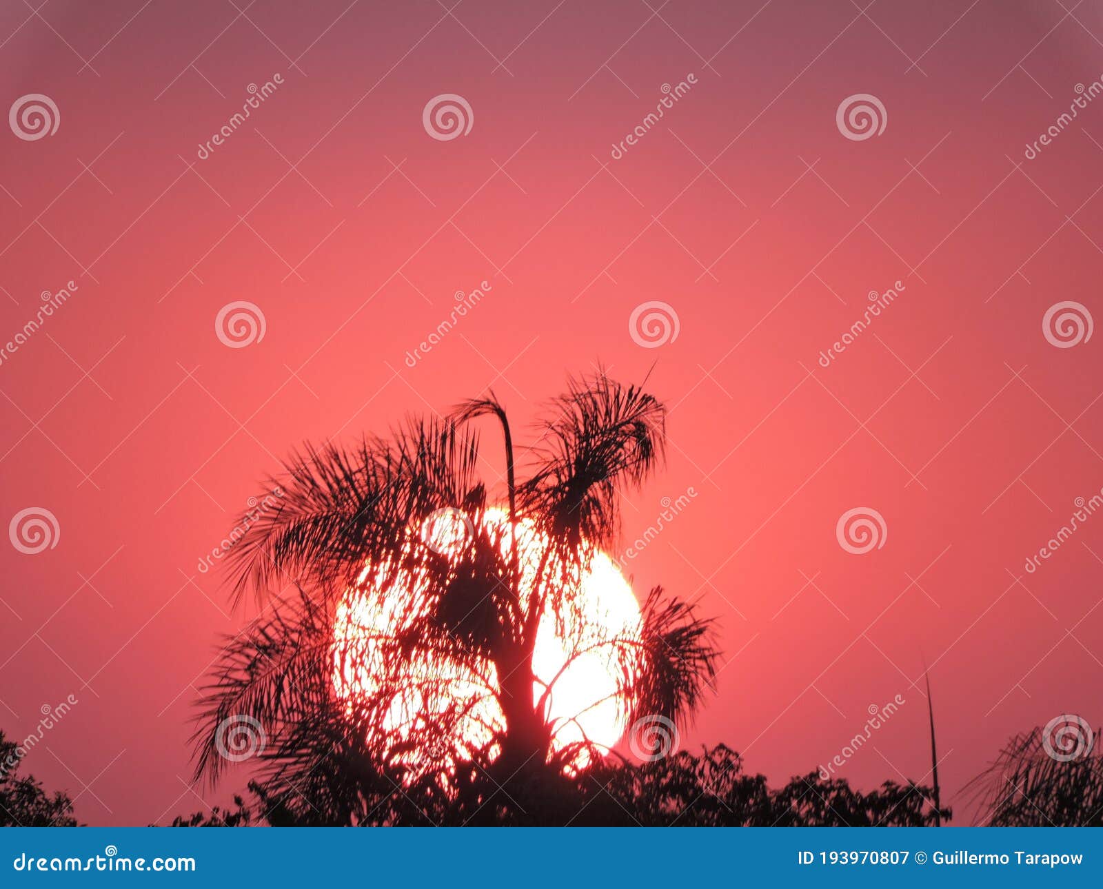 hidrovia paraguay paranÃÂ¡ el sol al atardecer tras una palmera