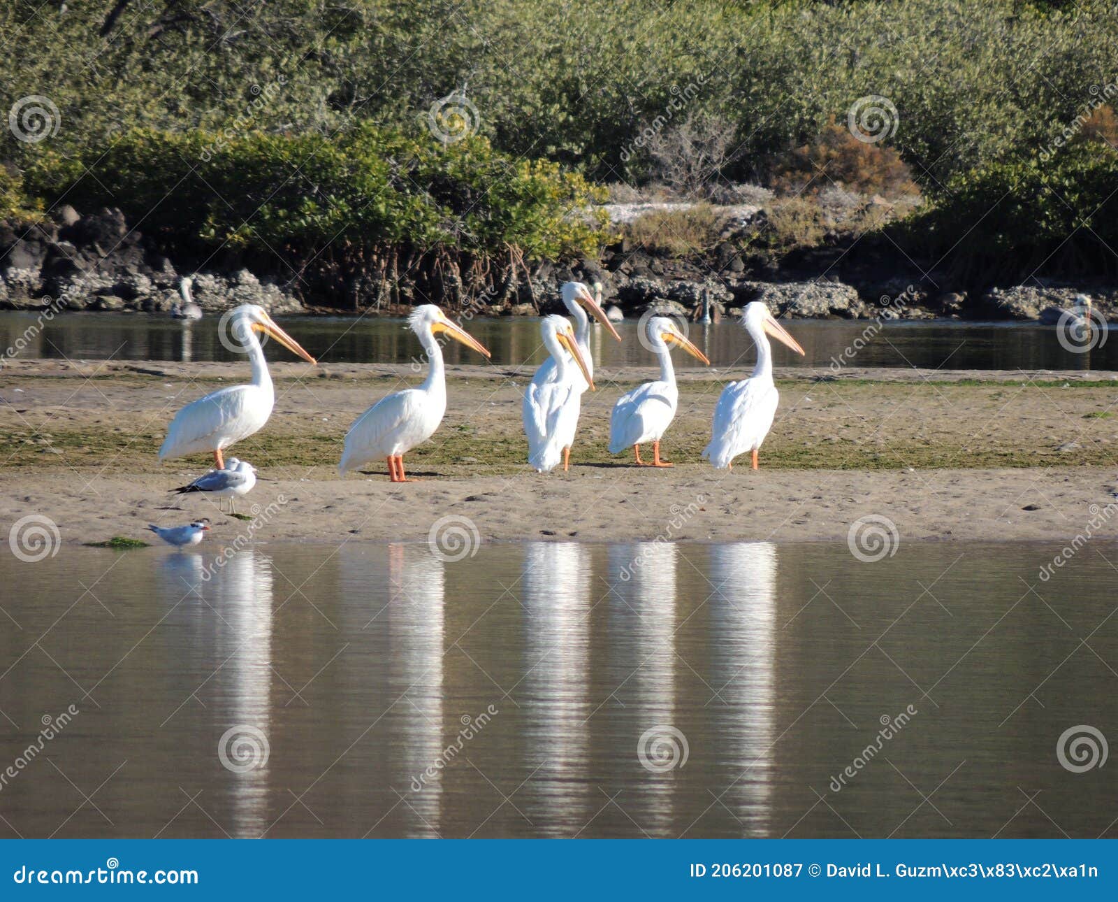 white pelican`s gang