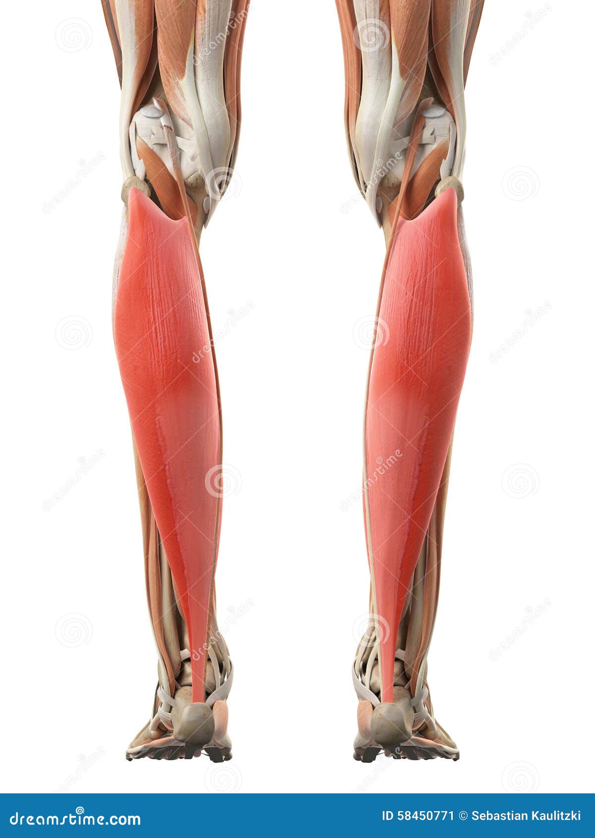 El soleus stock de ilustración. Ilustración de biomédico 58450771