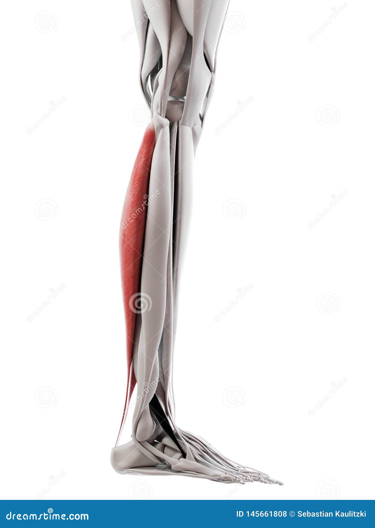 El soleus stock de ilustración. Ilustración de blanco 145661808