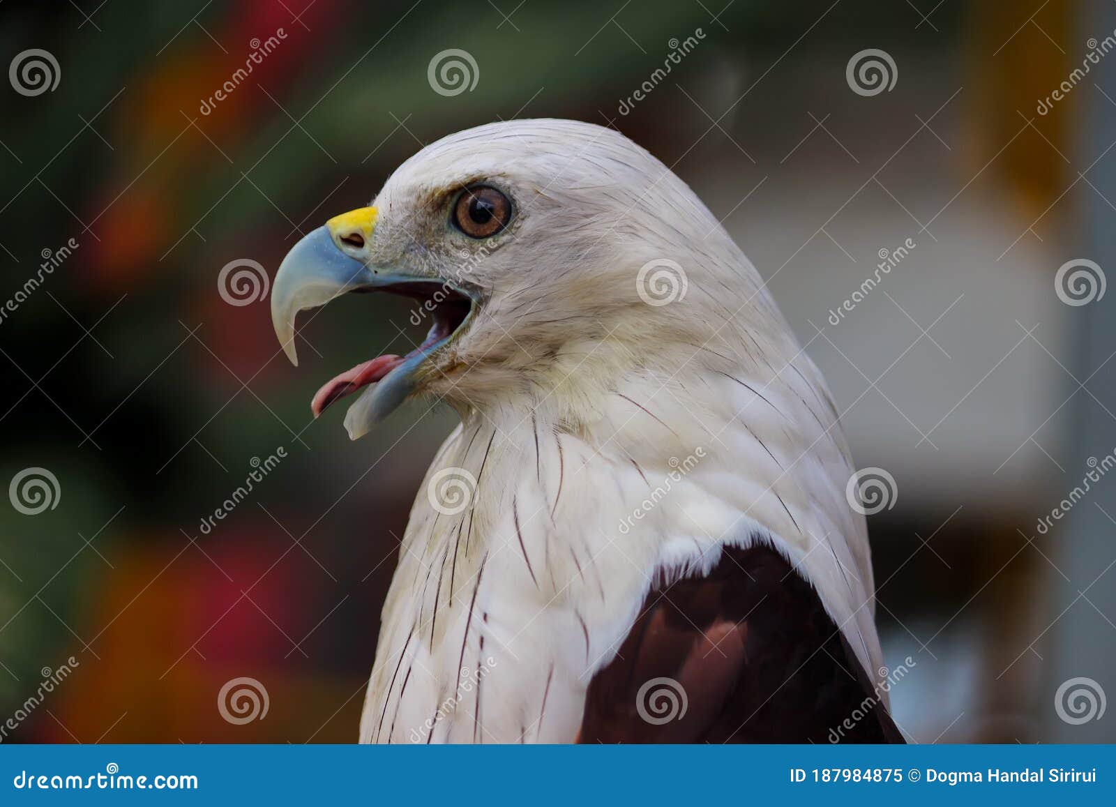 El Sonido Del águila Y Los Ojos Agudos Imagen de archivo - Imagen de cubo,  vuelo: 187984875