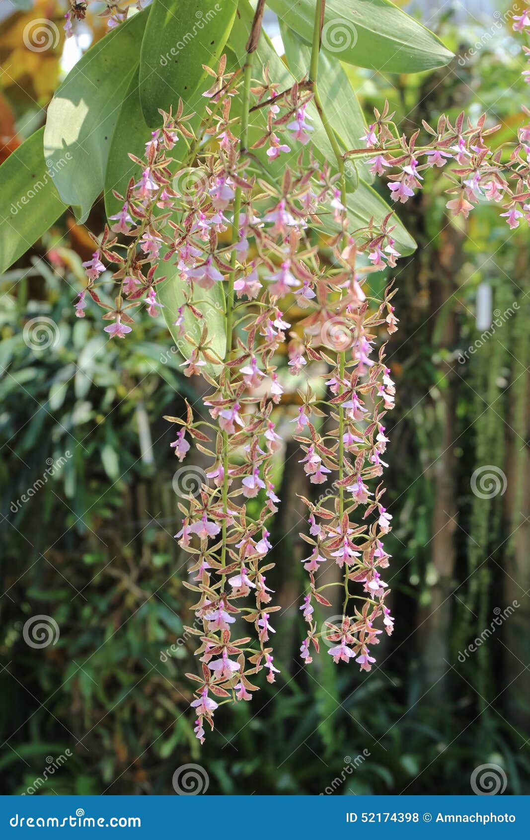 El Stamfordianum Del Epidendrum Es Una Orquídea Epifita En El Género Epi  Foto de archivo - Imagen de exterior, hojas: 52174398