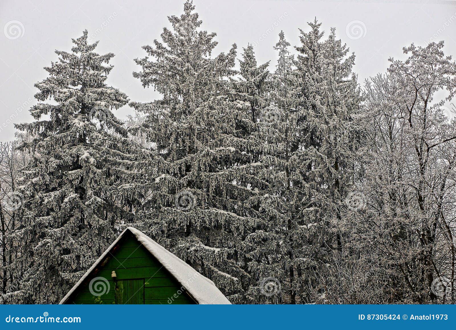 El tejado de la casa de madera verde al borde de un bosque del invierno. El edificio viejo cerca del árbol en la nieve