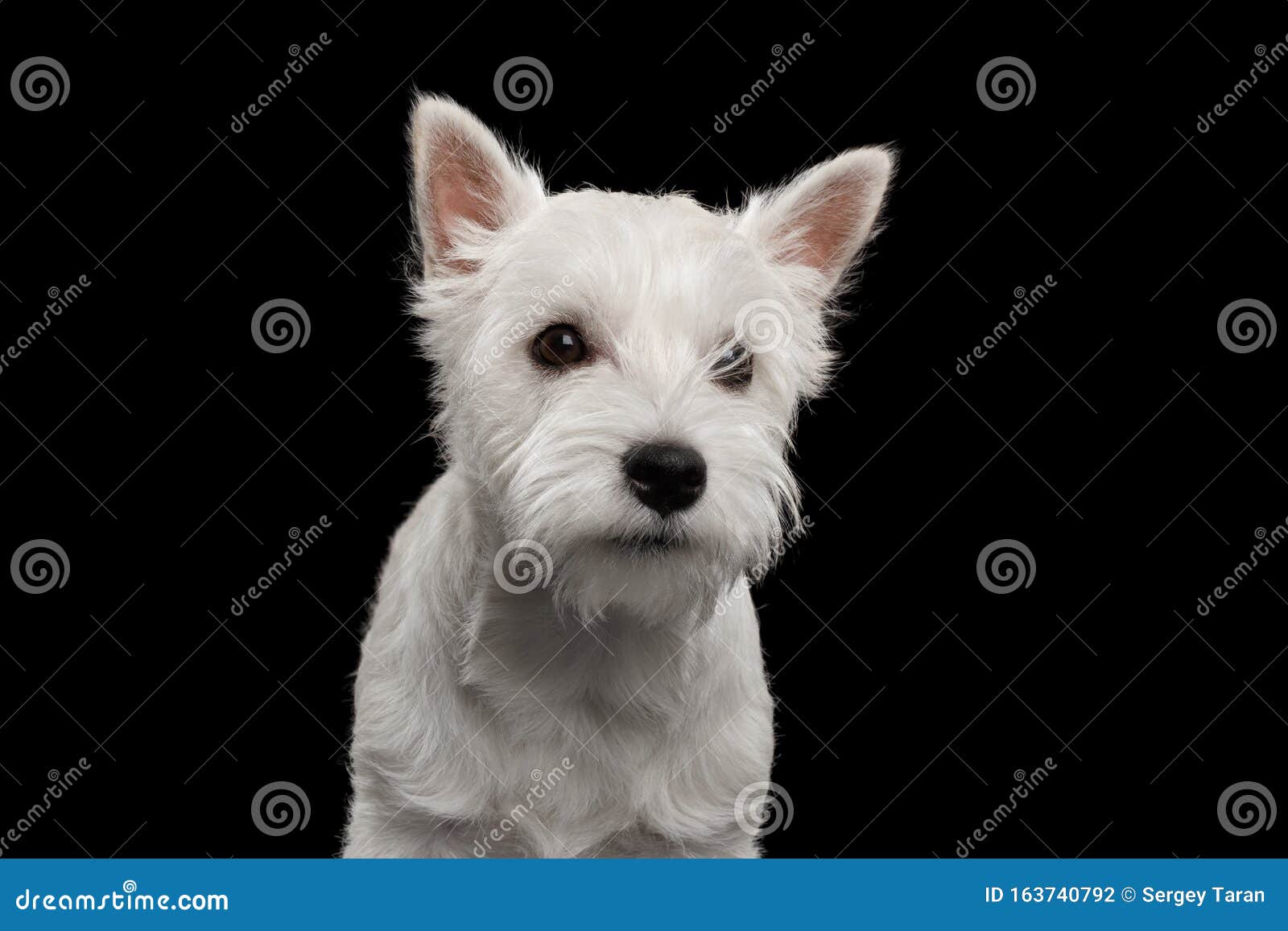 El territorio blanco de la región montañosa occidental sobre fondo negro aislado. Retrato de Perro blanco de las tierras altas del oeste sobre fondo negro aislado