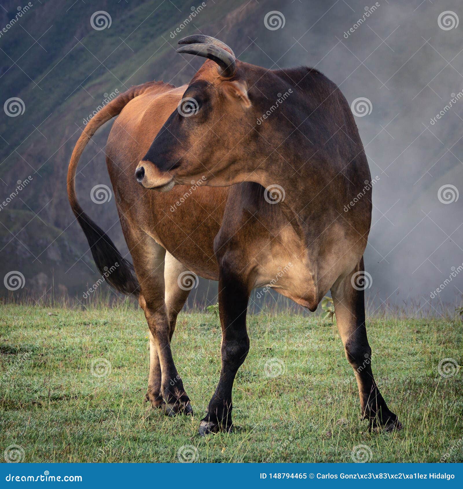 el territorio de los toros