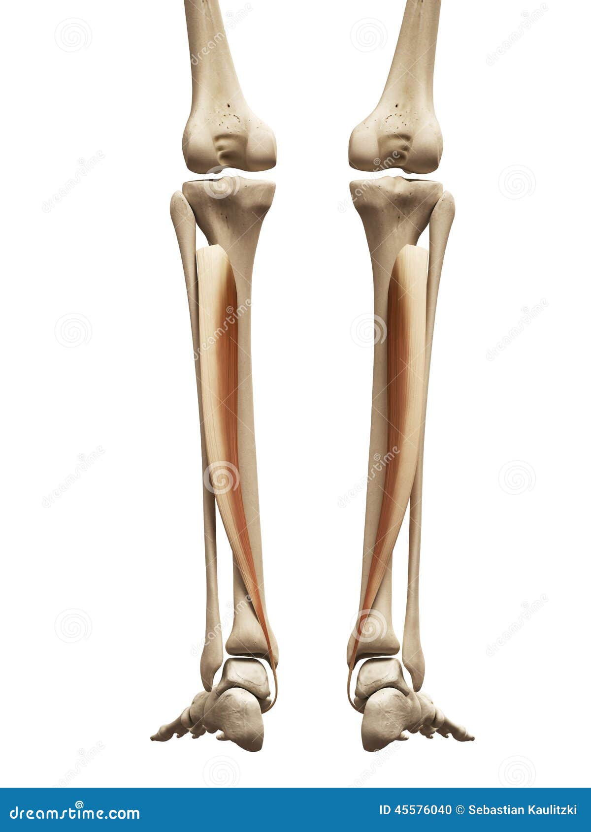 El tibial posterior stock de ilustración. Ilustración de esqueleto -  45576040, image size:1200x1690