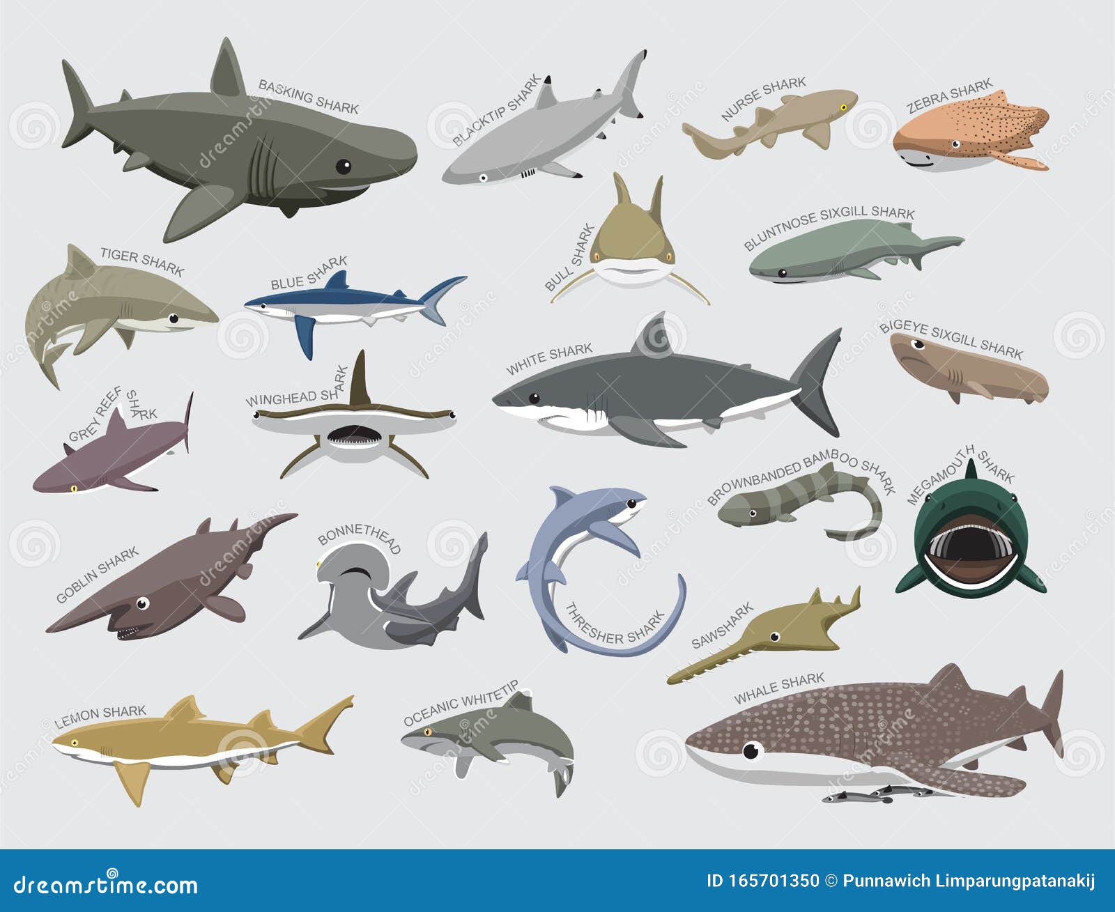 El Vector De Dibujos Animados De Identificación De Distintos Tipos De  Tiburones Ilustración del Vector - Ilustración de pescados, marina:  165701350
