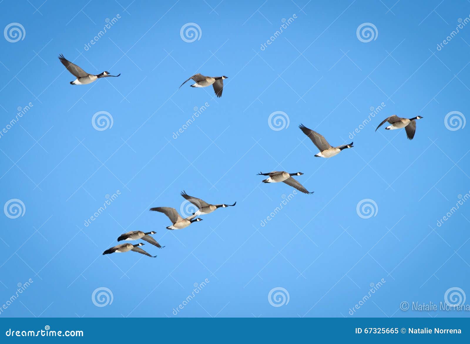 El Volar Canadiense De Los Gansos Imagen de archivo - Imagen de vuelo