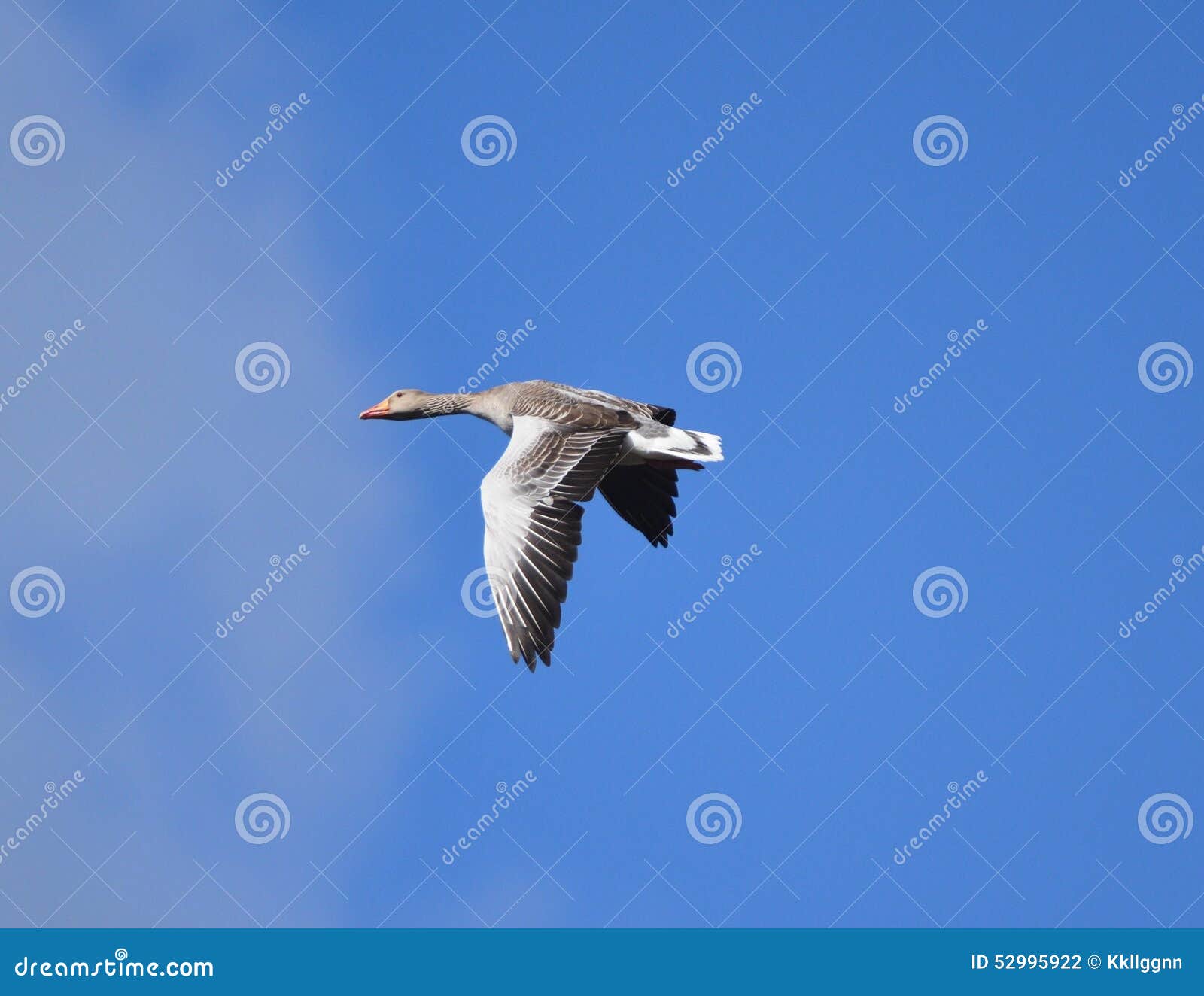 El volar de los gansos foto de archivo. Imagen de recorrido - 52995922