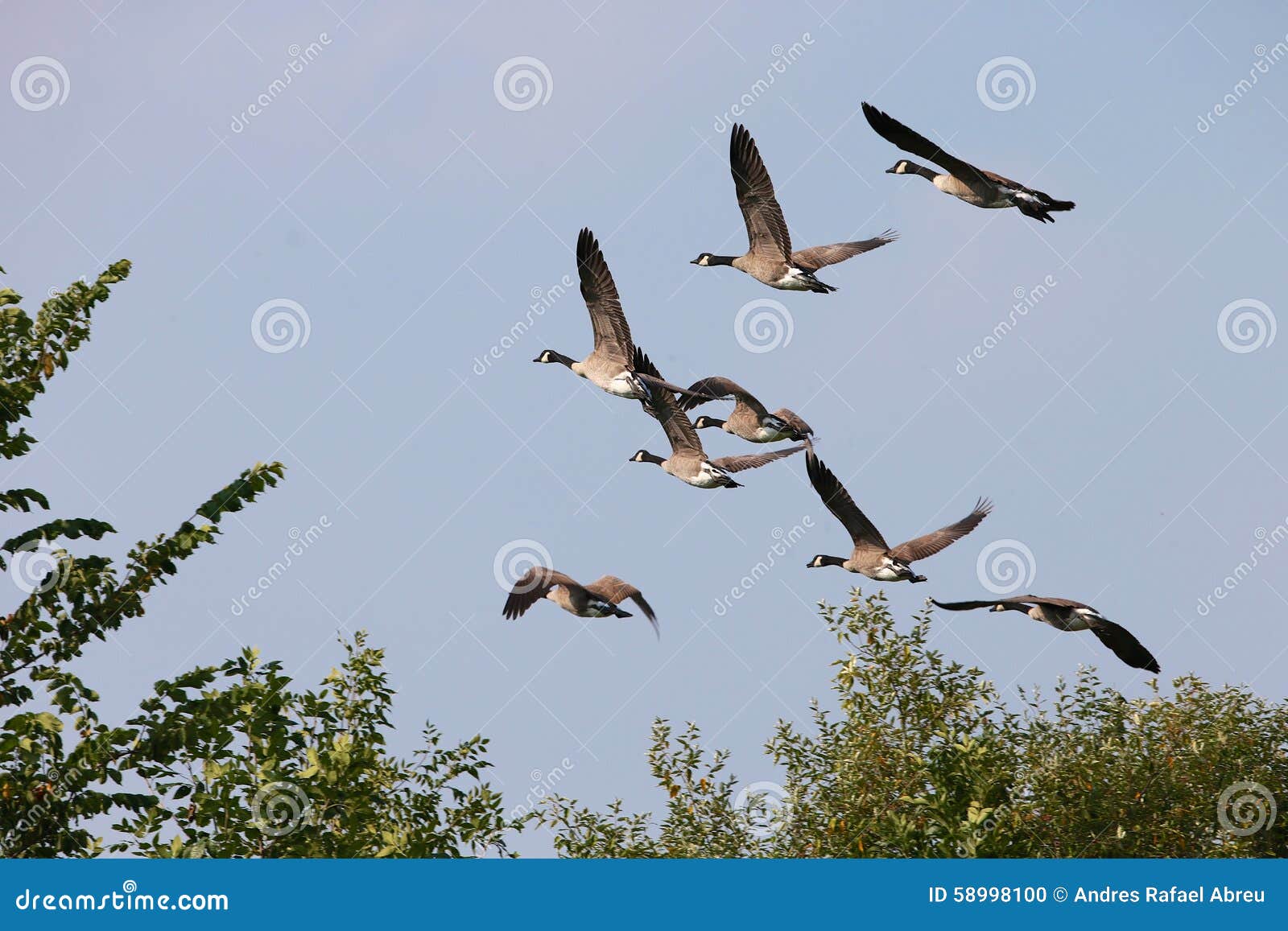 El volar de los gansos foto de archivo. Imagen de michigan - 58998100