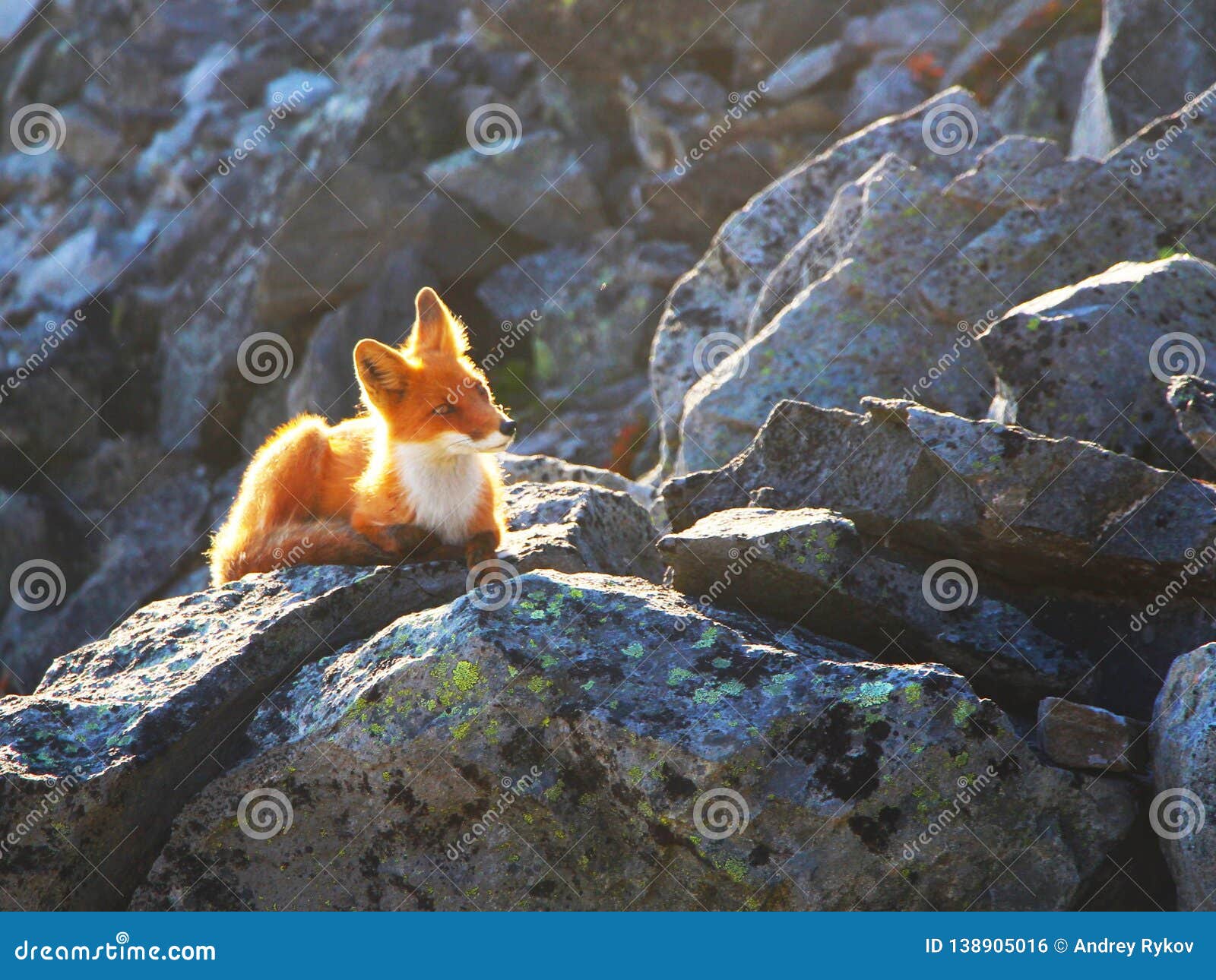 El Zorro Rojo Salvaje Hermoso Miente En Una Piedra Foto de archivo